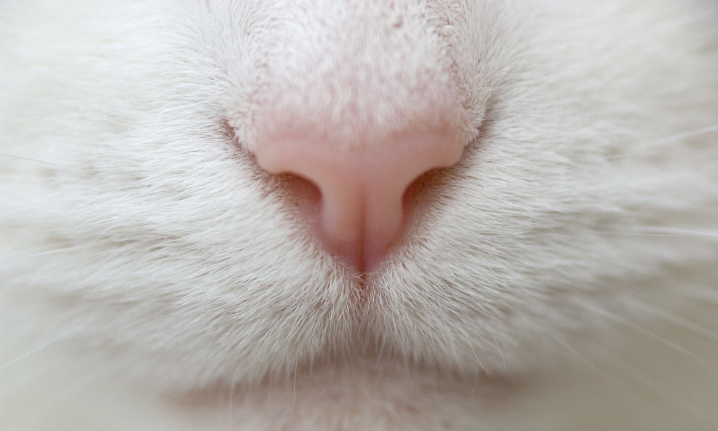 Close-up of a white cat's pink nose HD Wallpaper