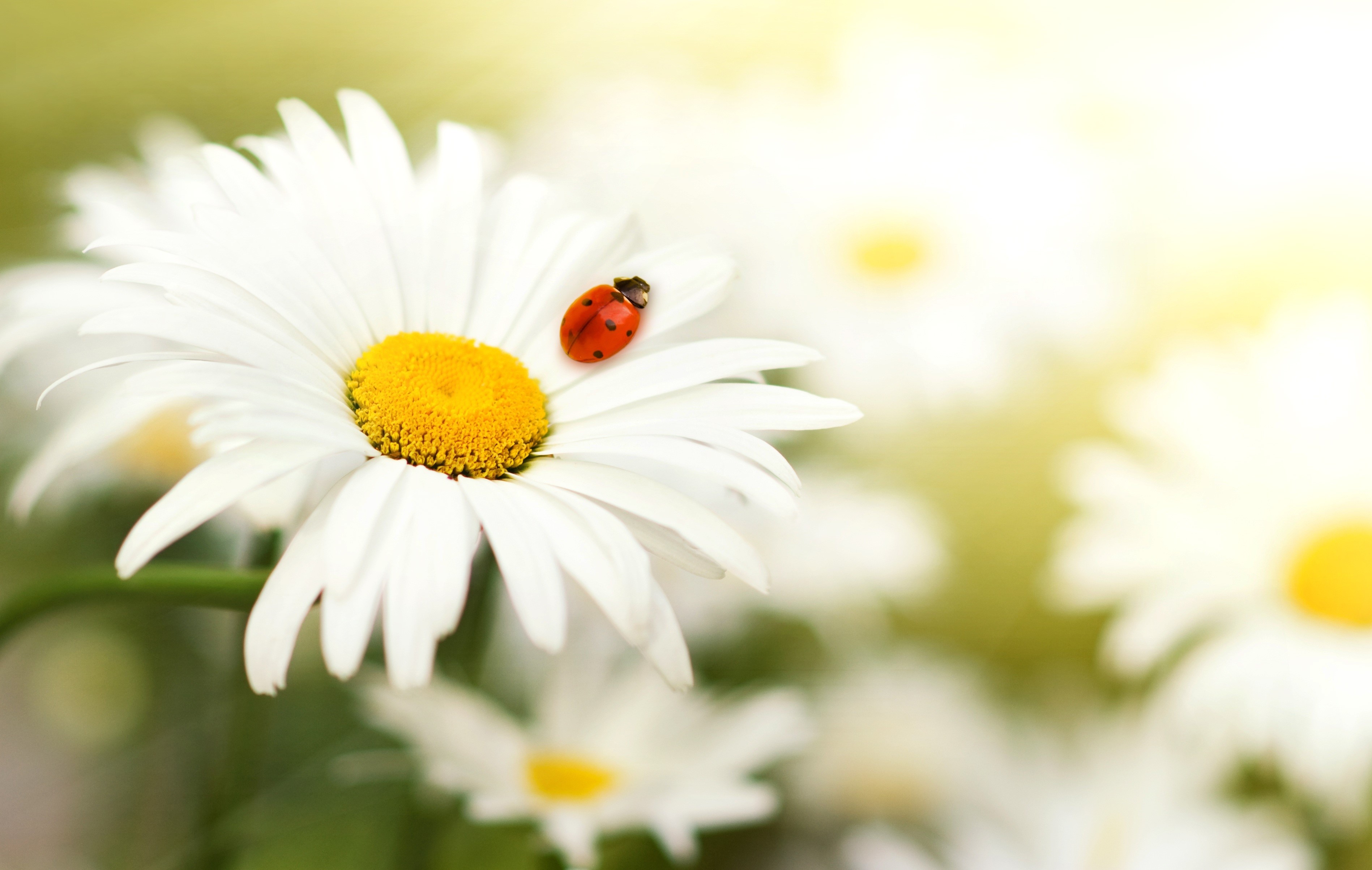 Ladybug on a daisy flower HD Wallpaper