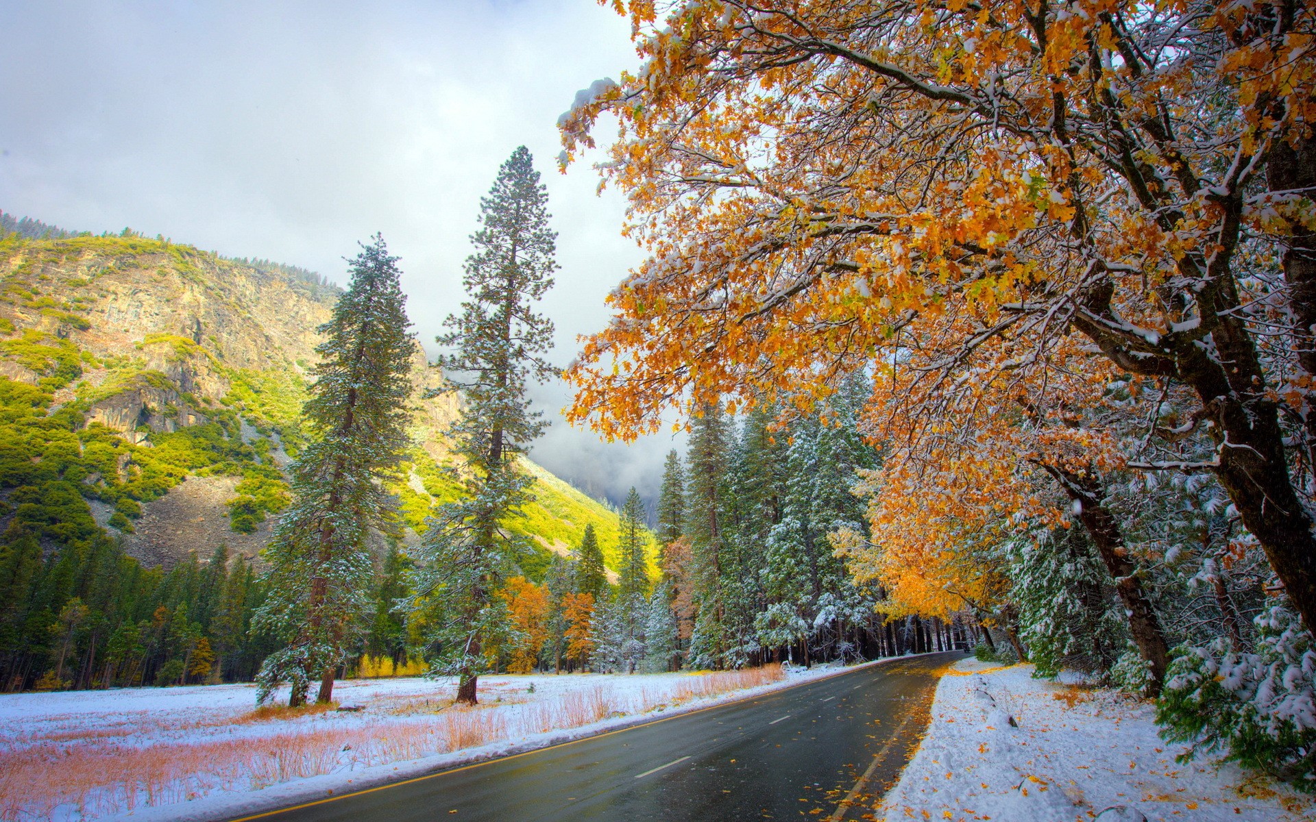 Road through a snowy forest with autumn leaves HD Wallpaper