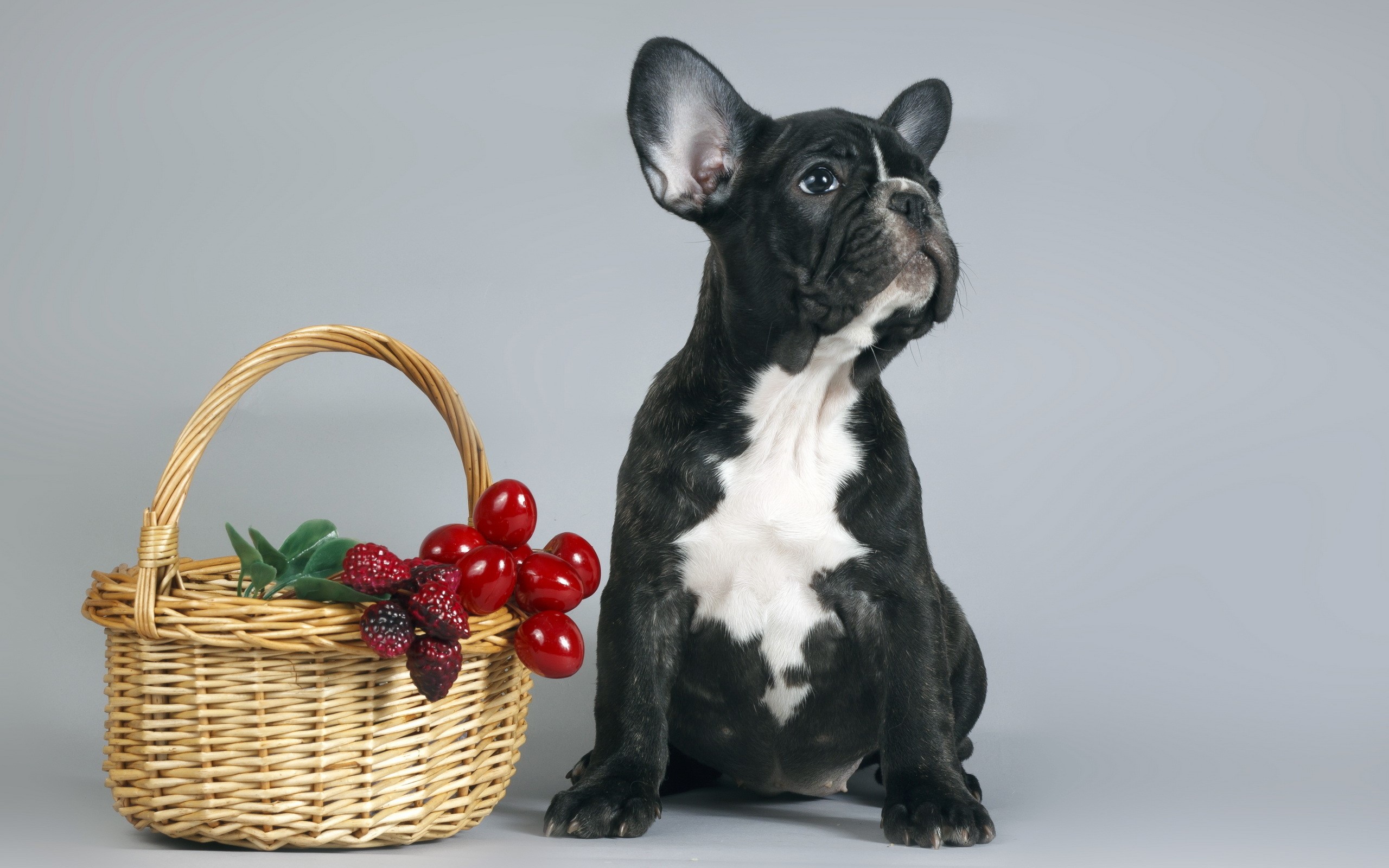 French Bulldog puppy with a basket of berries HD Wallpaper