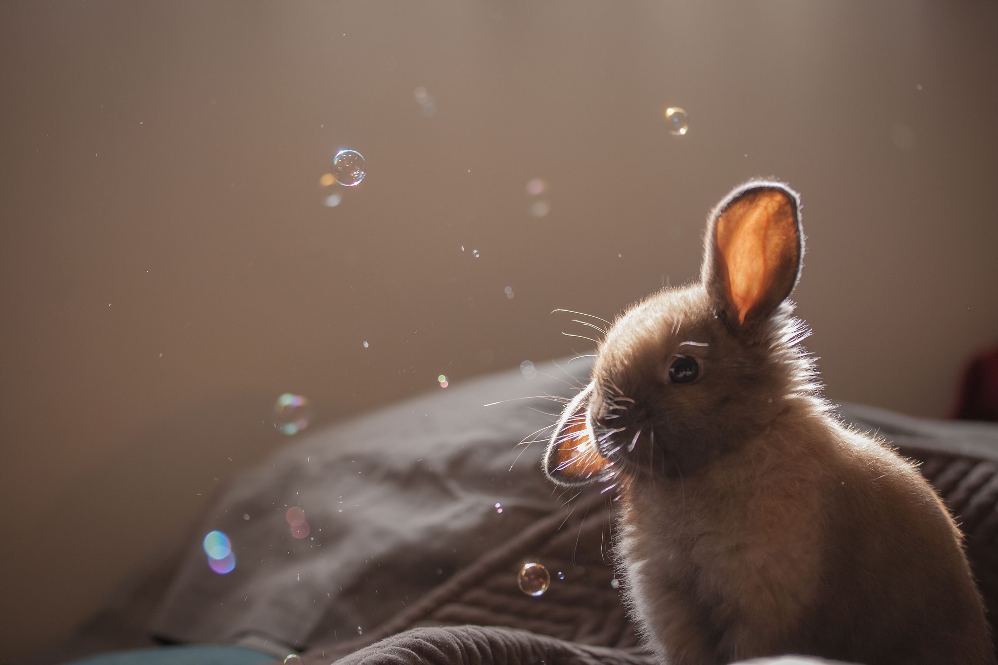 A baby rabbit with bubbles HD Wallpaper