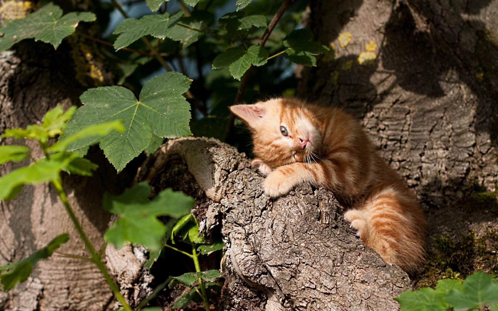 Orange tabby kitten resting on a tree branch HD Wallpaper