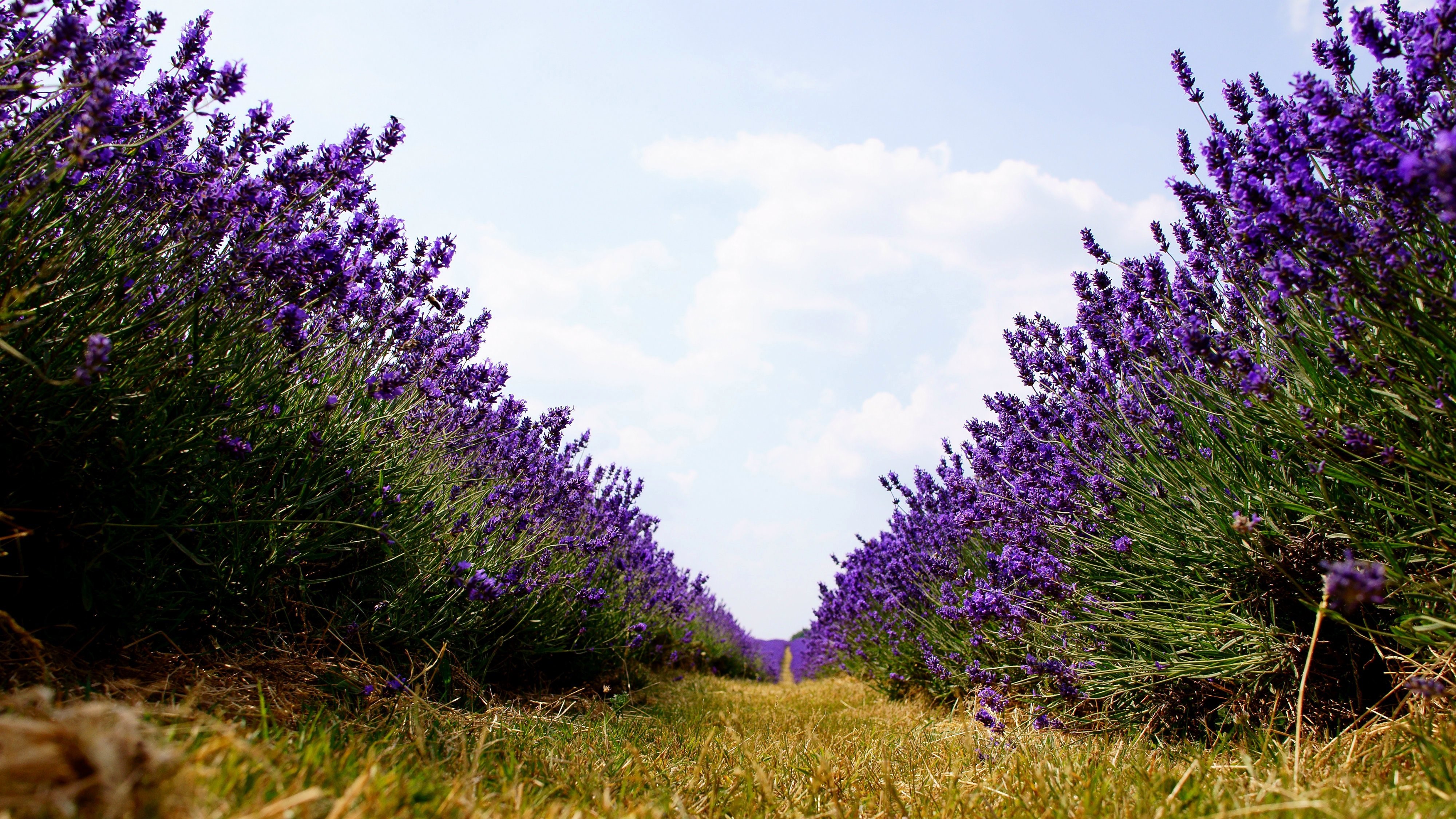 Lavender field with a path HD Wallpaper