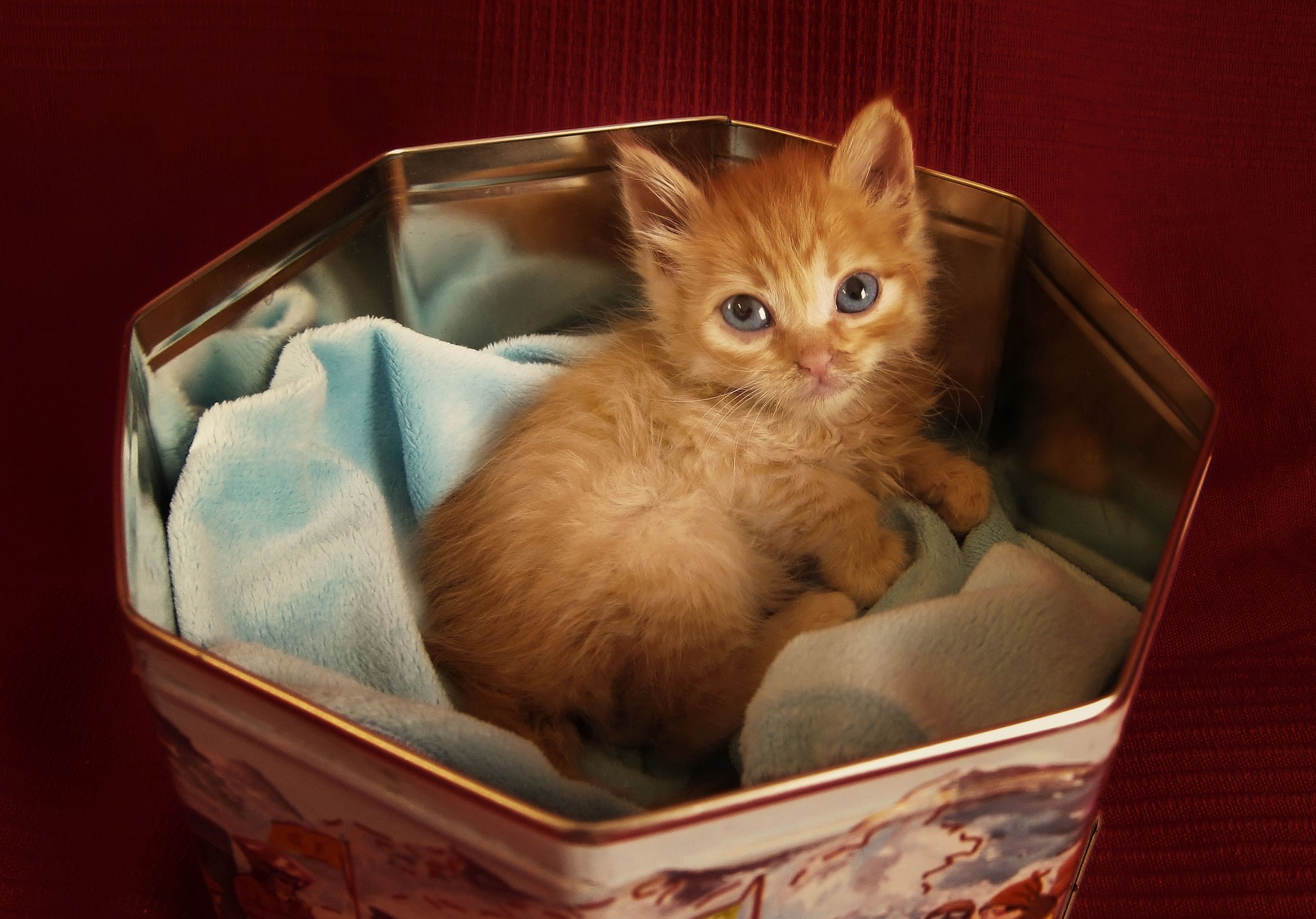 Orange kitten sitting in a tin box HD Wallpaper