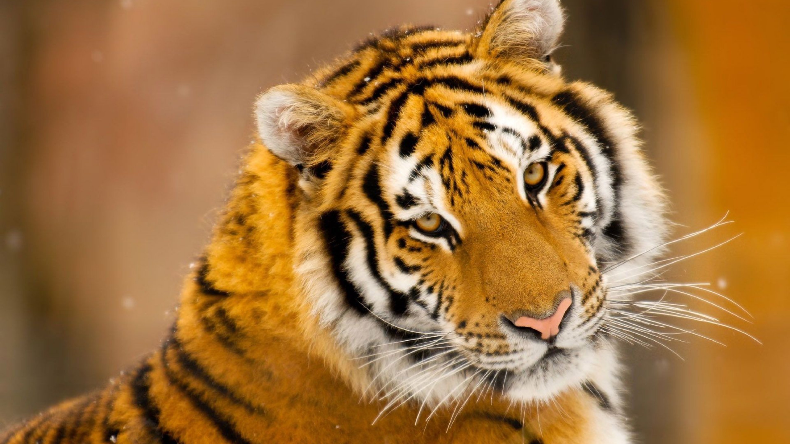 Close-up of a tiger's face with snow falling HD Wallpaper