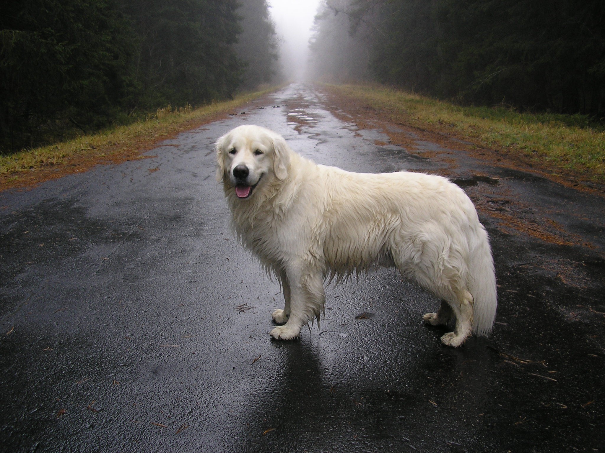White dog on a wet road in a foggy forest HD Wallpaper