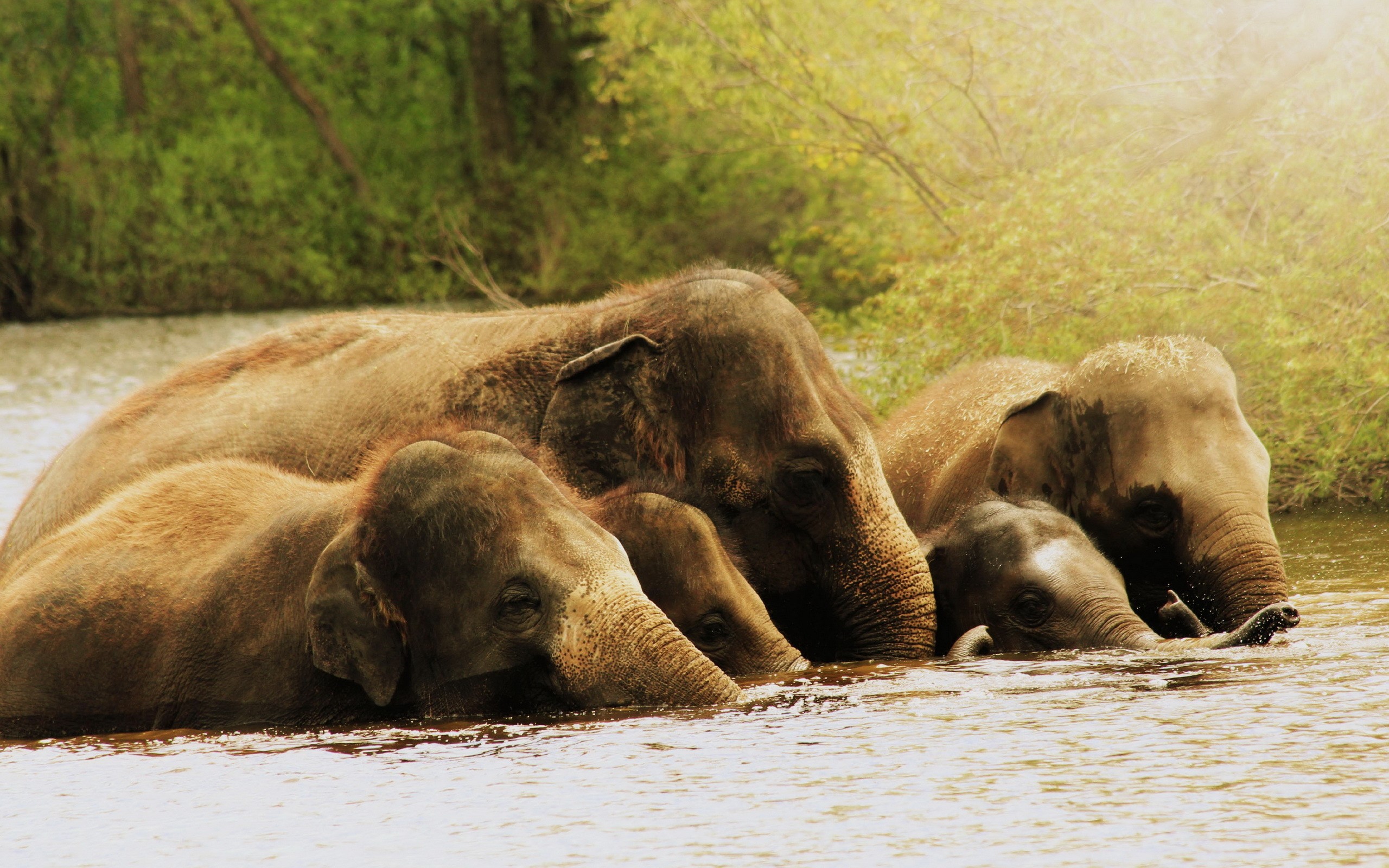 A herd of elephants bathing in a river HD Wallpaper