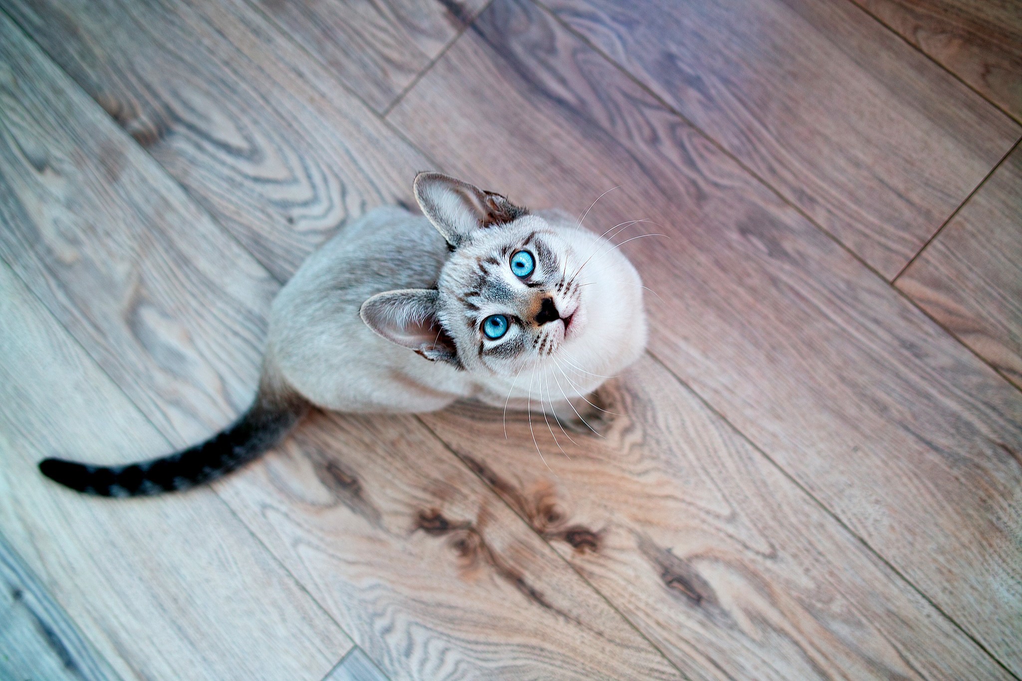 Siamese cat with blue eyes sitting on a wooden floor HD Wallpaper