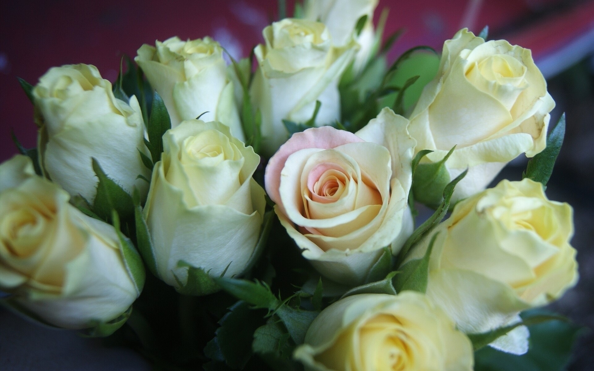 Bouquet of white and pink roses HD Wallpaper
