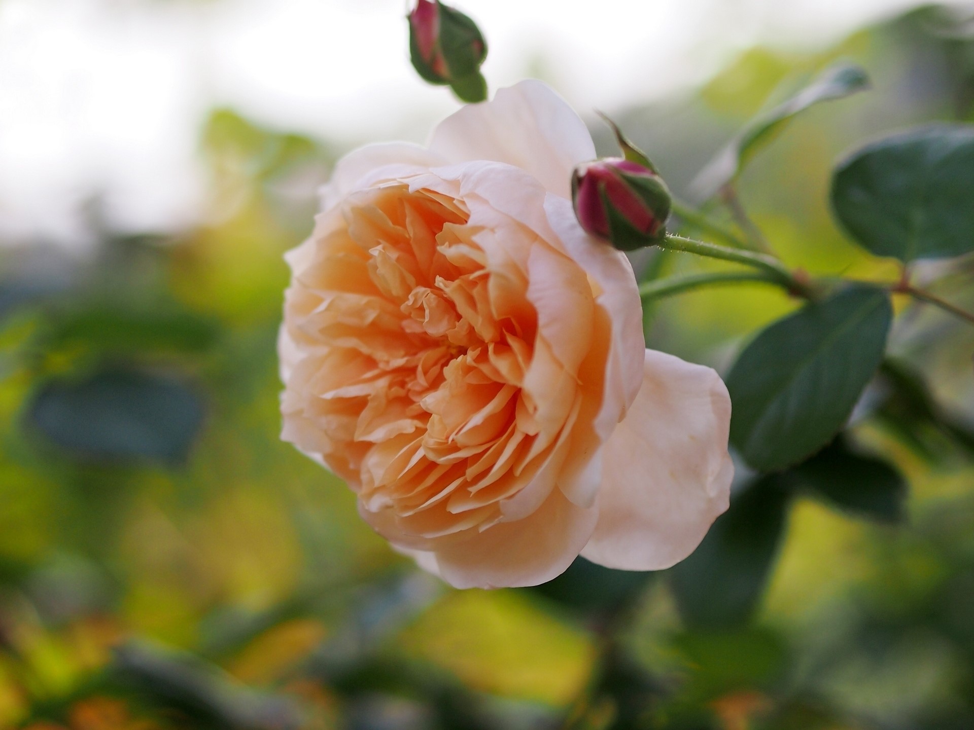 Close-up of a peach-colored rose with buds HD Wallpaper