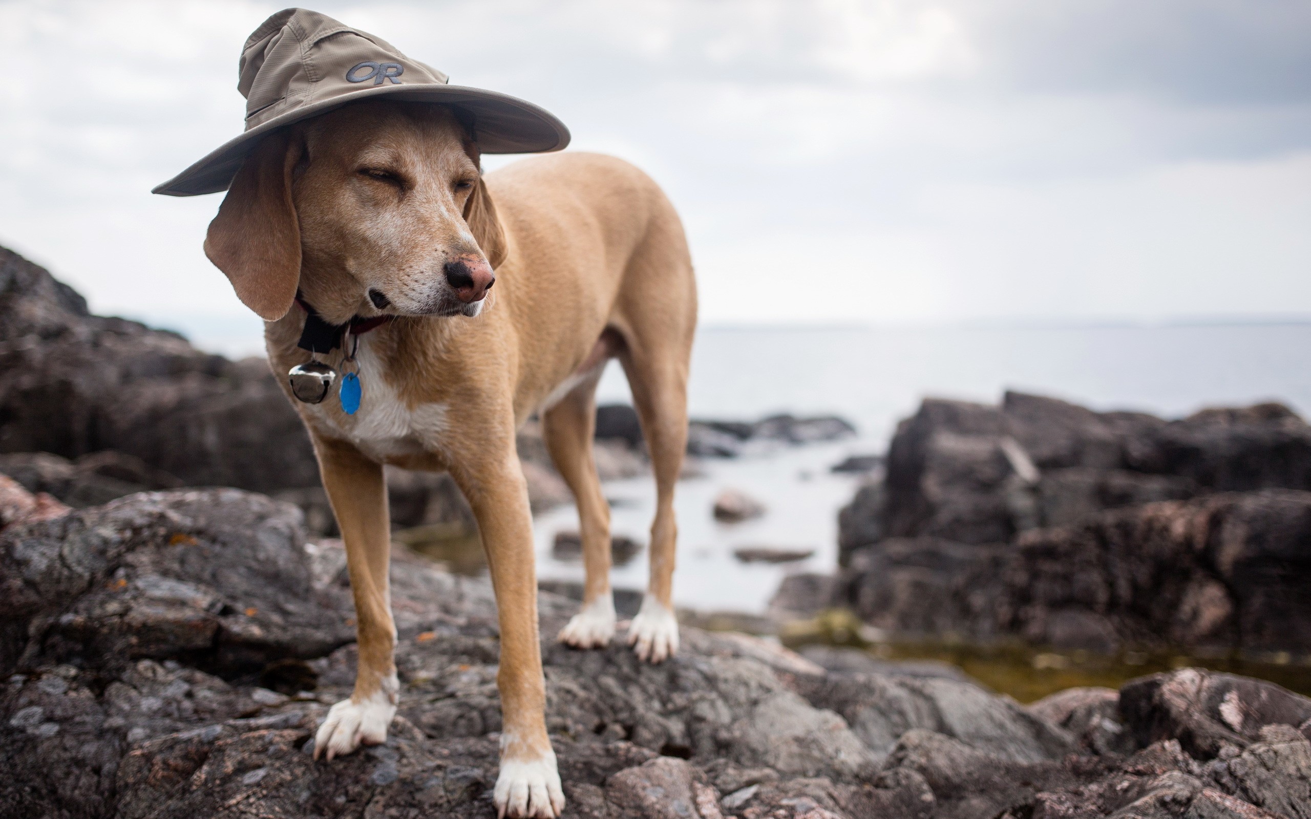 Dog wearing a hat on rocks by the water HD Wallpaper
