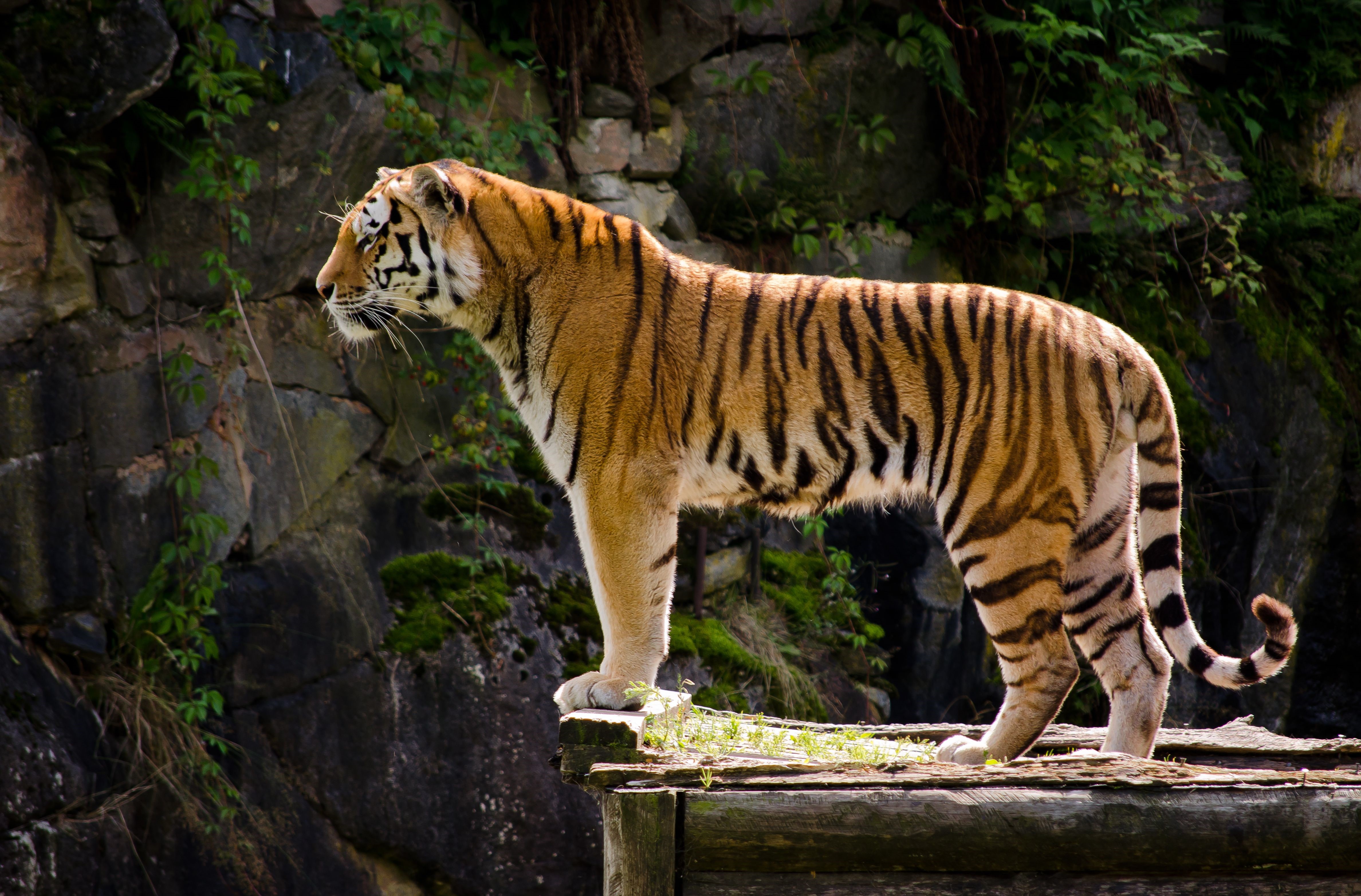 Tiger standing on wooden platform HD Wallpaper