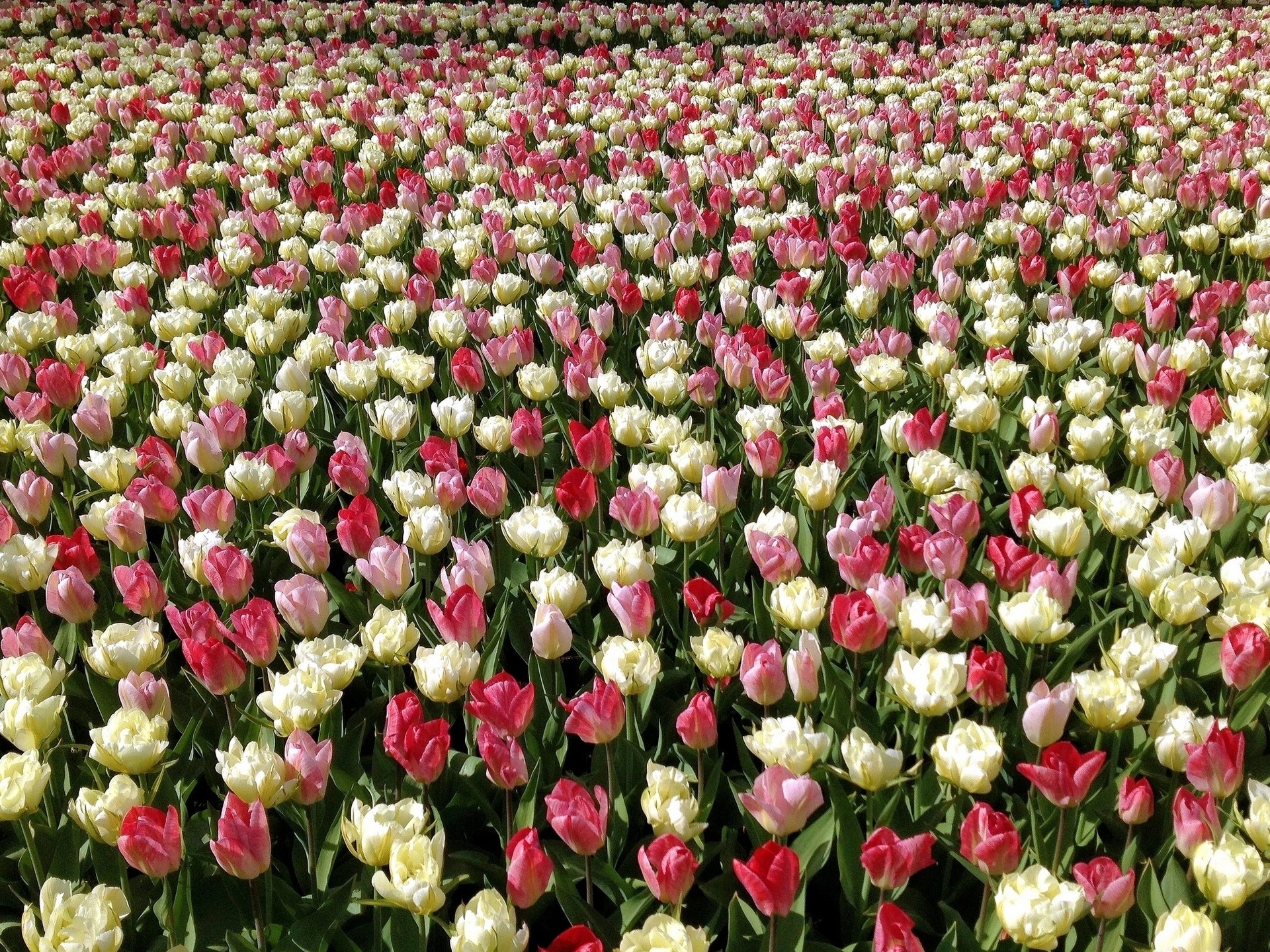 Field of Red and White Tulips HD Wallpaper