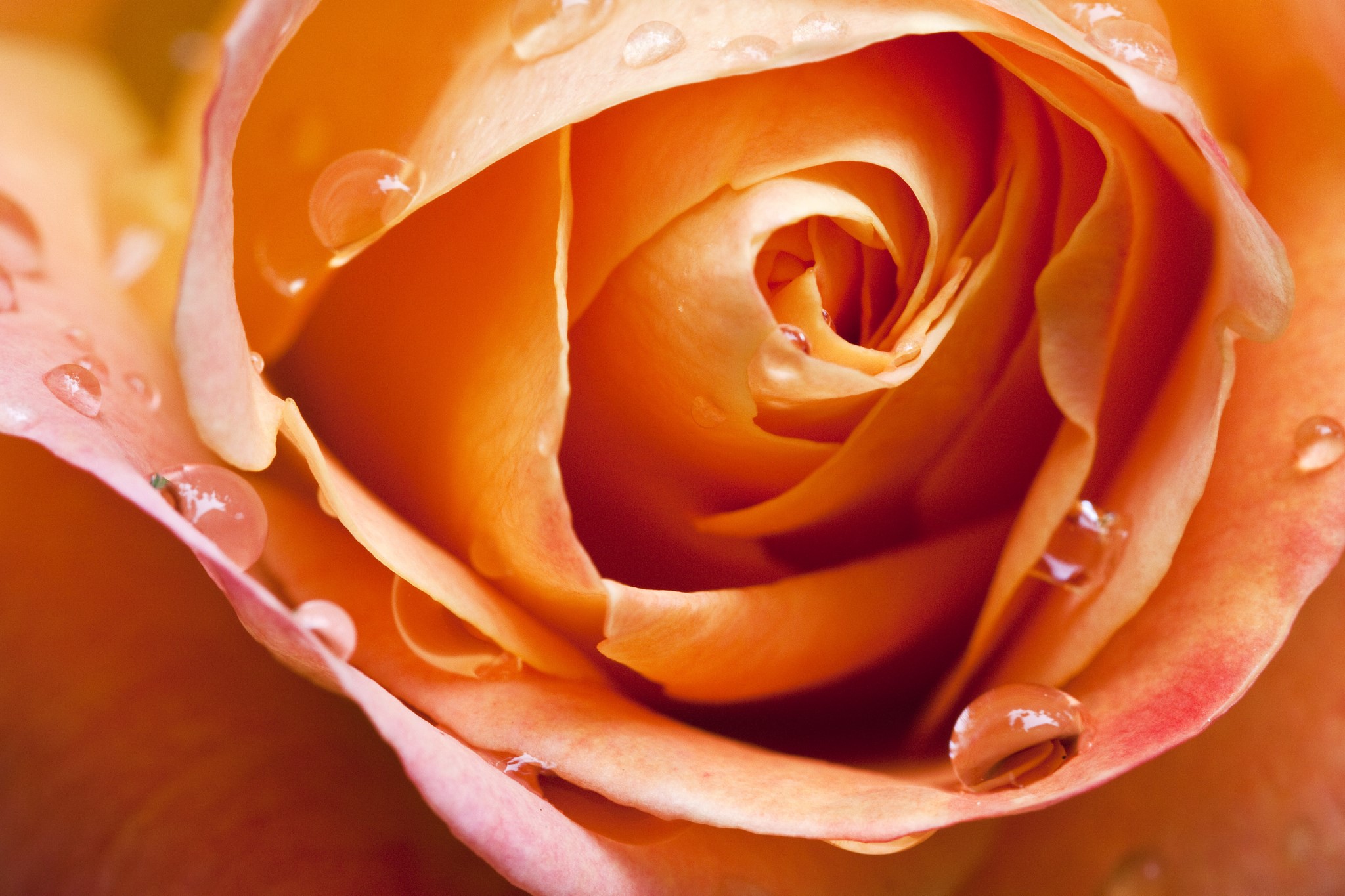 Close-up of an orange rose with water droplets HD Wallpaper