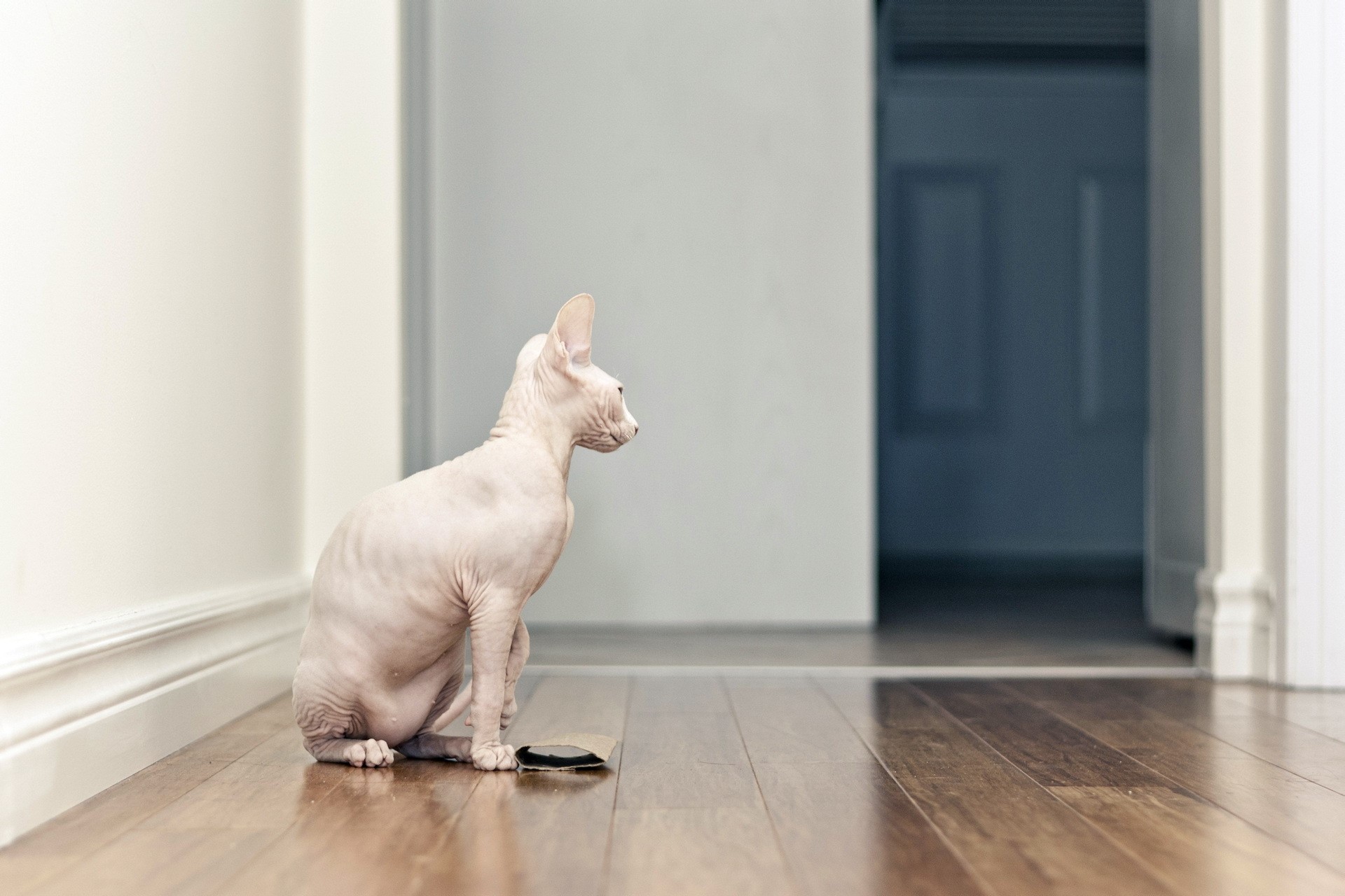 Sphynx cat sitting on a wooden floor HD Wallpaper