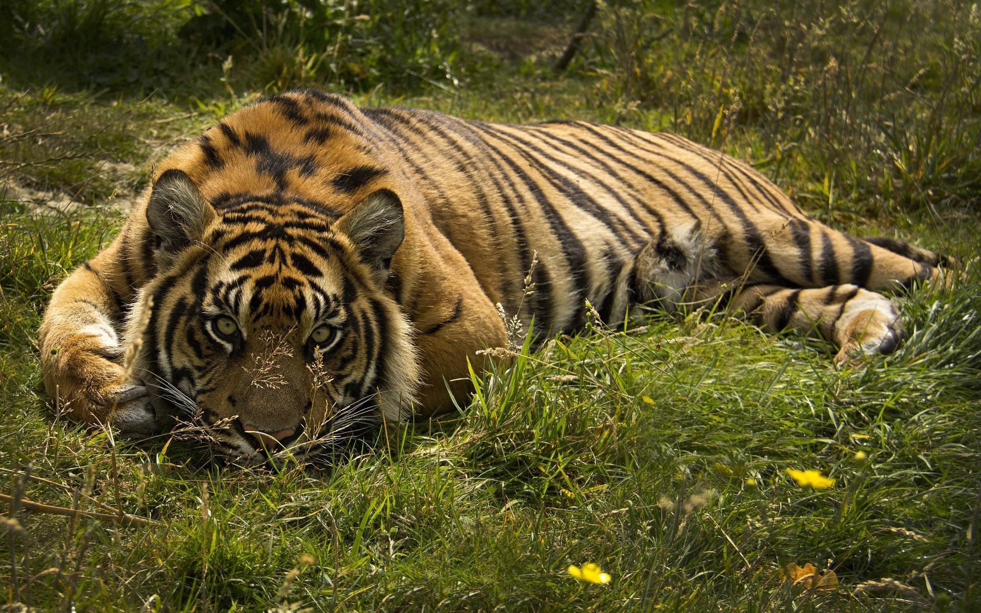 Tiger lying in green grass HD Wallpaper