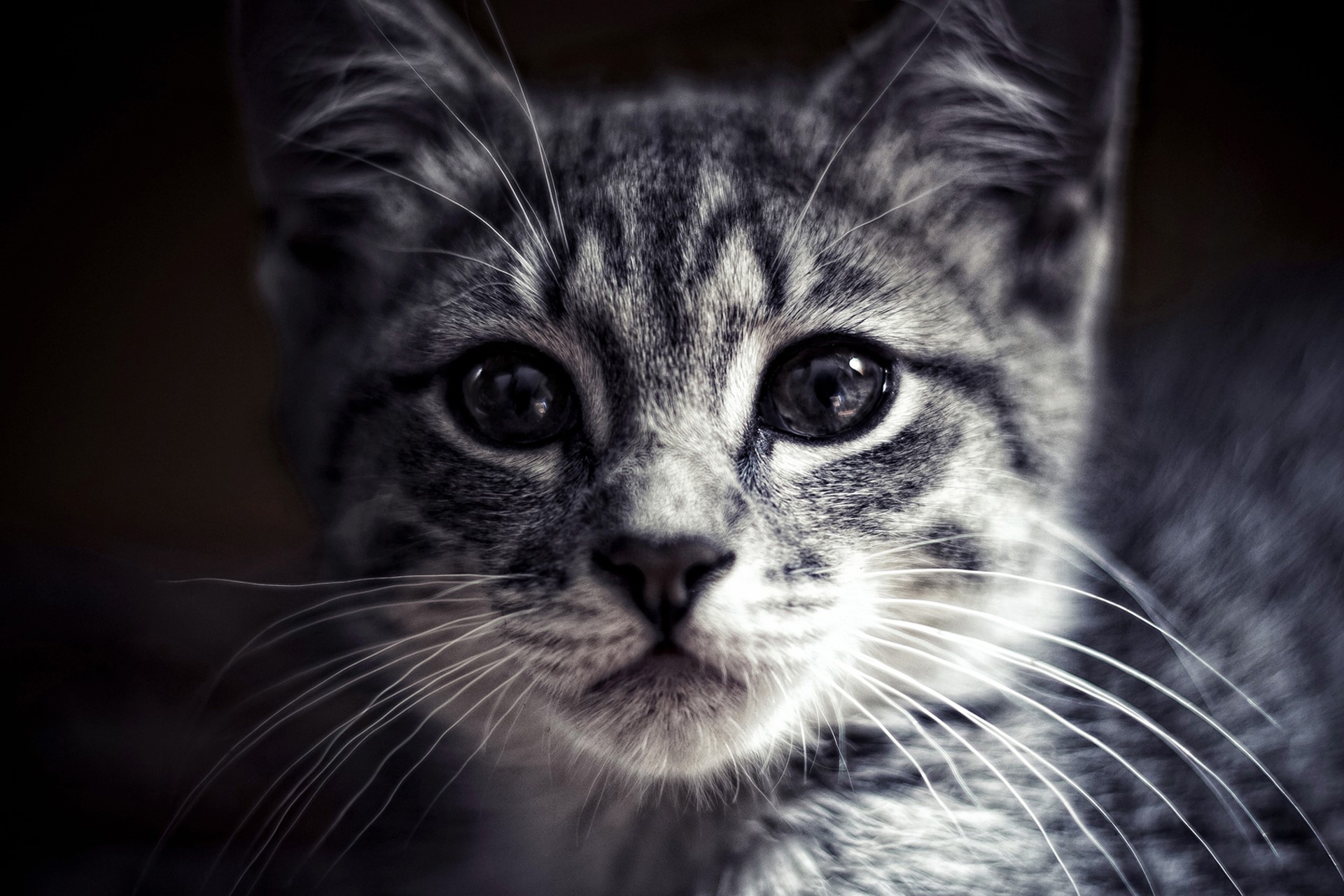 Close-up of a tabby kitten's face HD Wallpaper