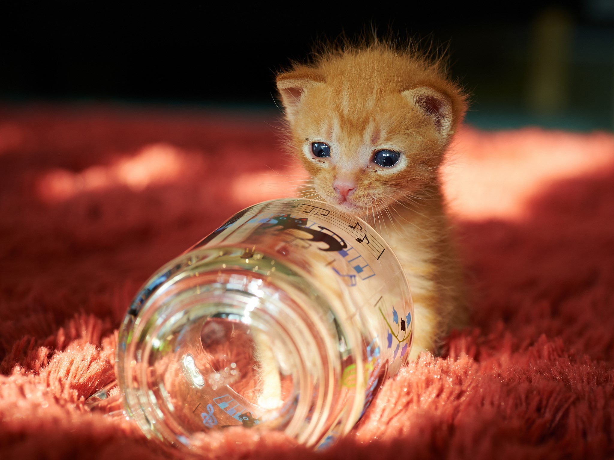 Ginger kitten with a glass jar on a carpet HD Wallpaper