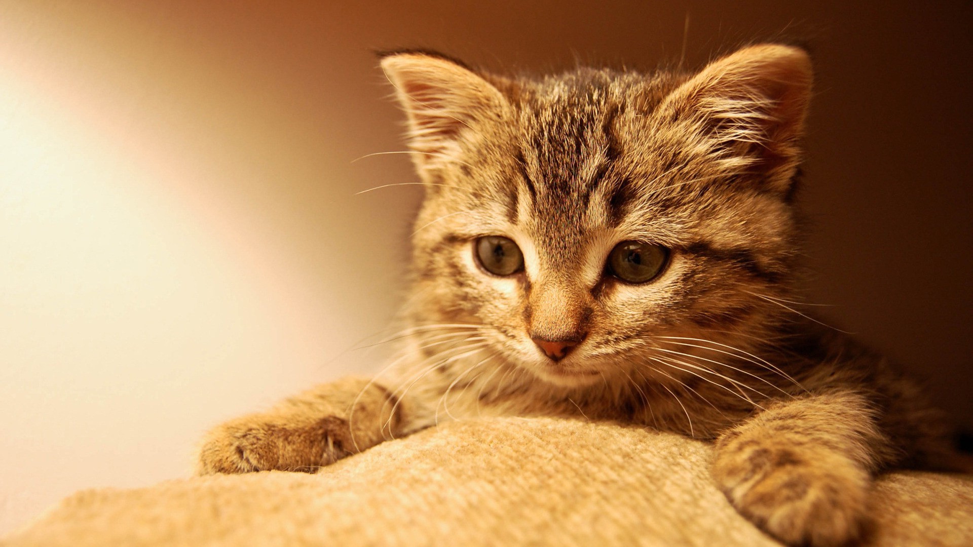 Close-up of a tabby kitten looking down HD Wallpaper