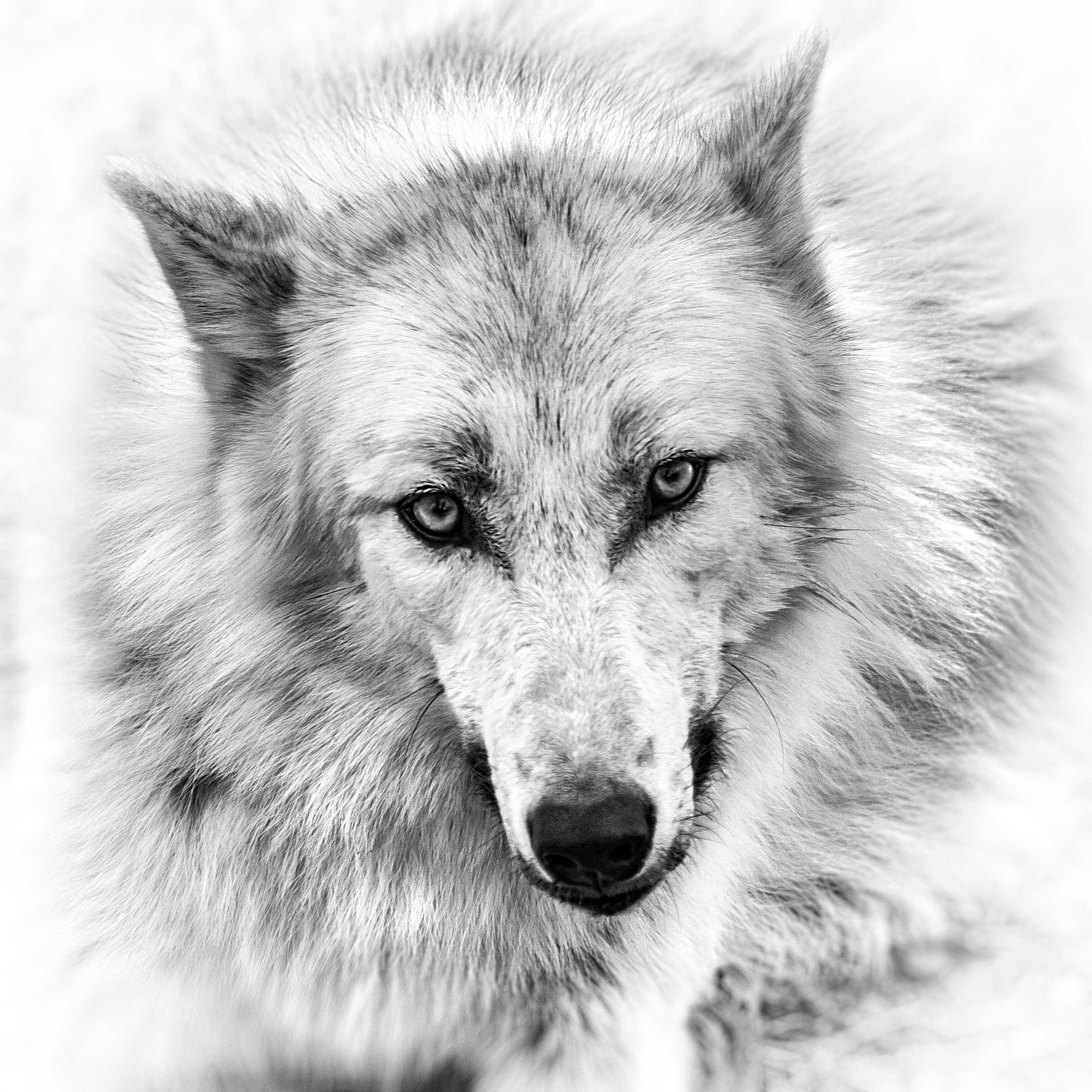 Close-up of a wolf's face HD Wallpaper