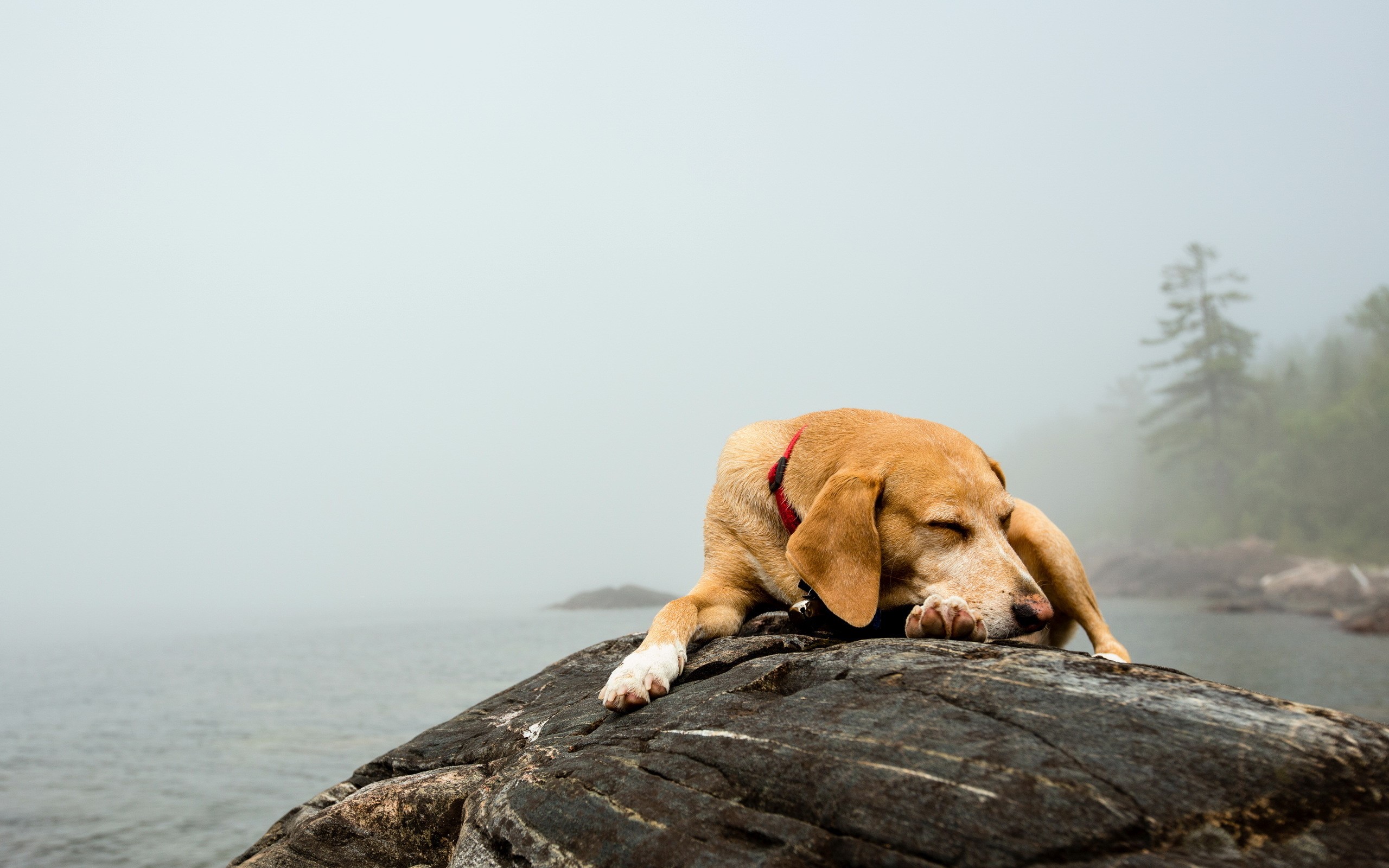 Dog sleeping on a rock by the water in fog HD Wallpaper