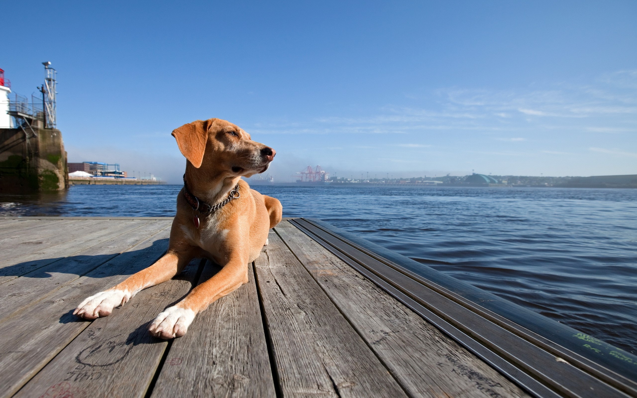 Dog on a wooden dock by the water HD Wallpaper