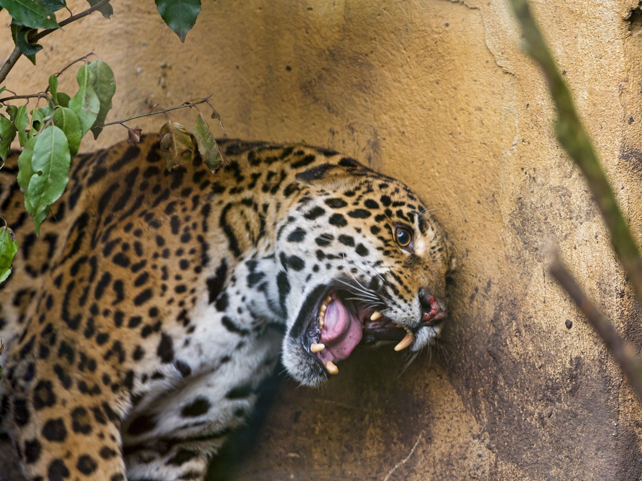 Jaguar roaring against a textured wall HD Wallpaper