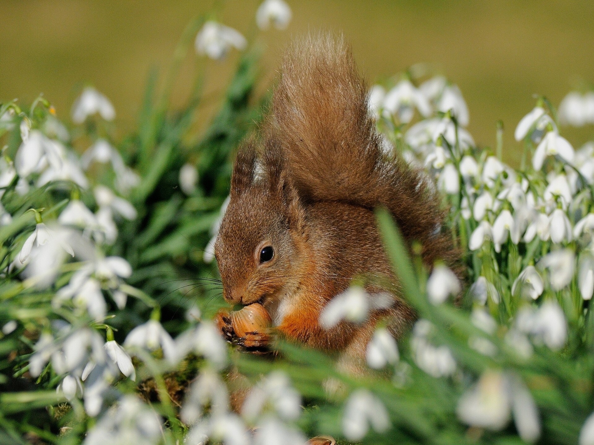 Red squirrel eating a nut among snowdrops HD Wallpaper