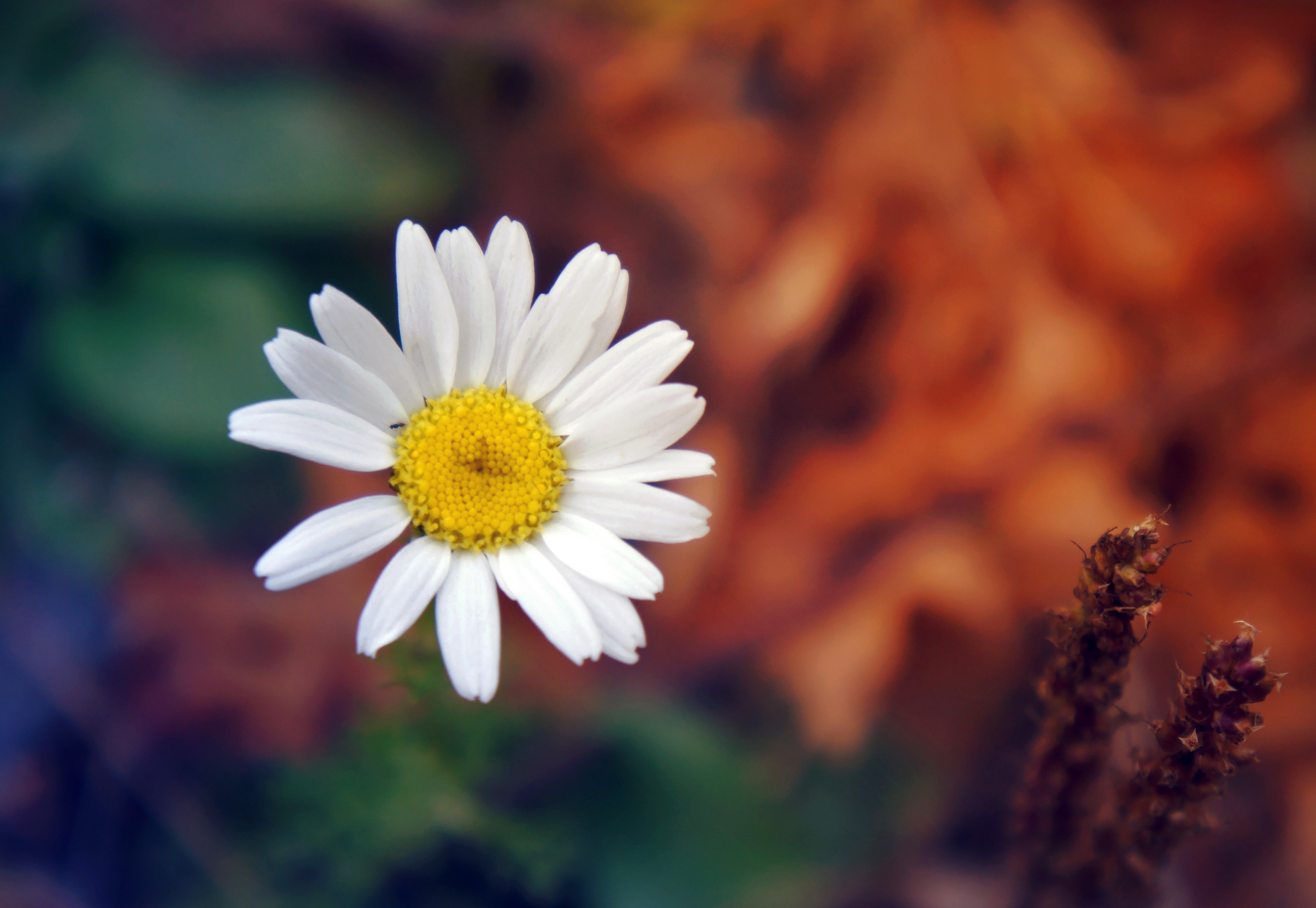 Daisy flower with yellow center and white petals HD Wallpaper
