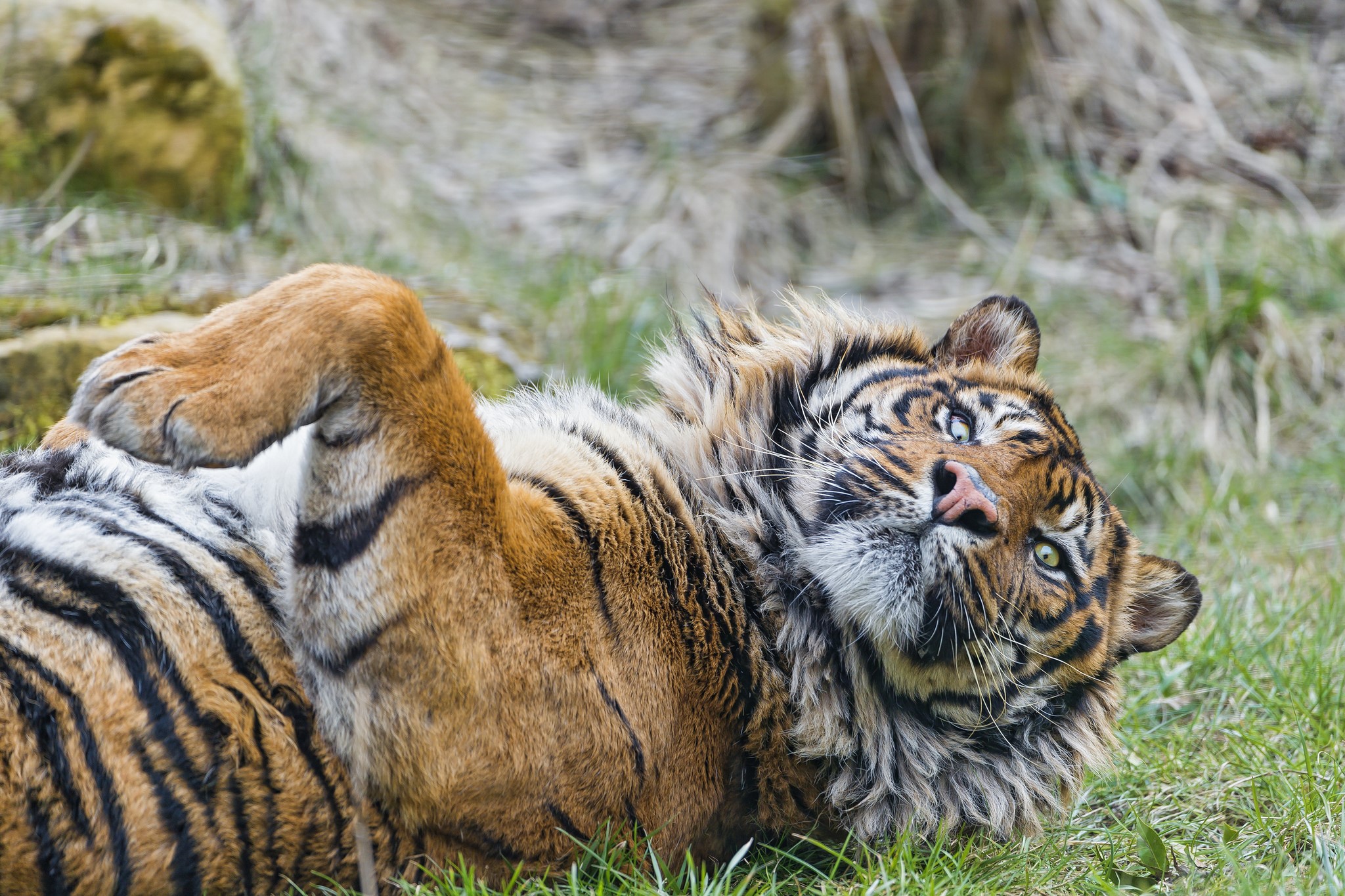 Tiger lying on its back in grass HD Wallpaper