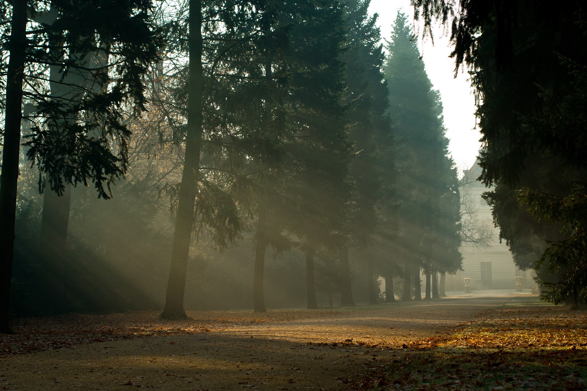 Sunlight beams through trees in a park with a building in the distance HD Wallpaper