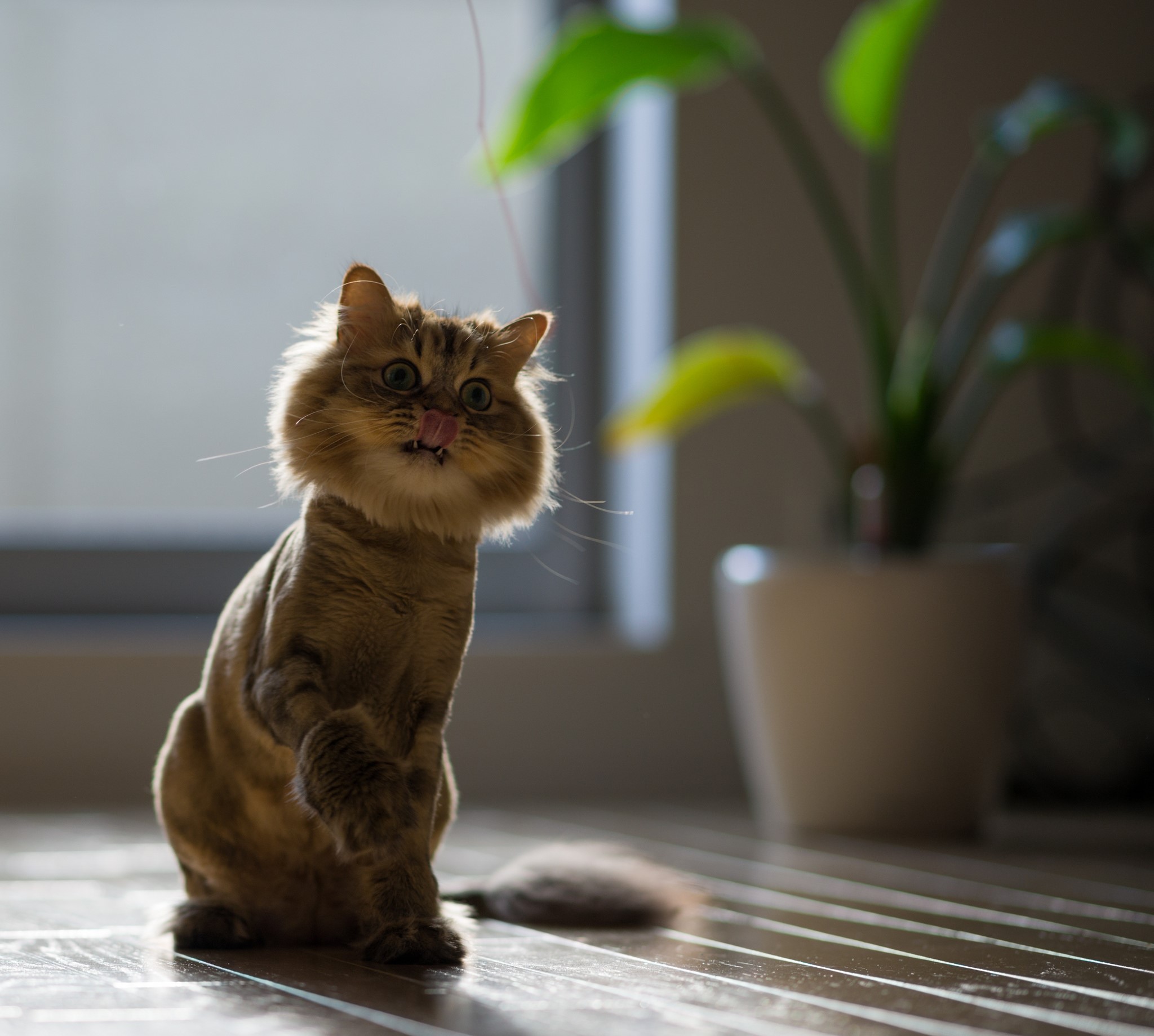 Cat playing with a toy HD Wallpaper