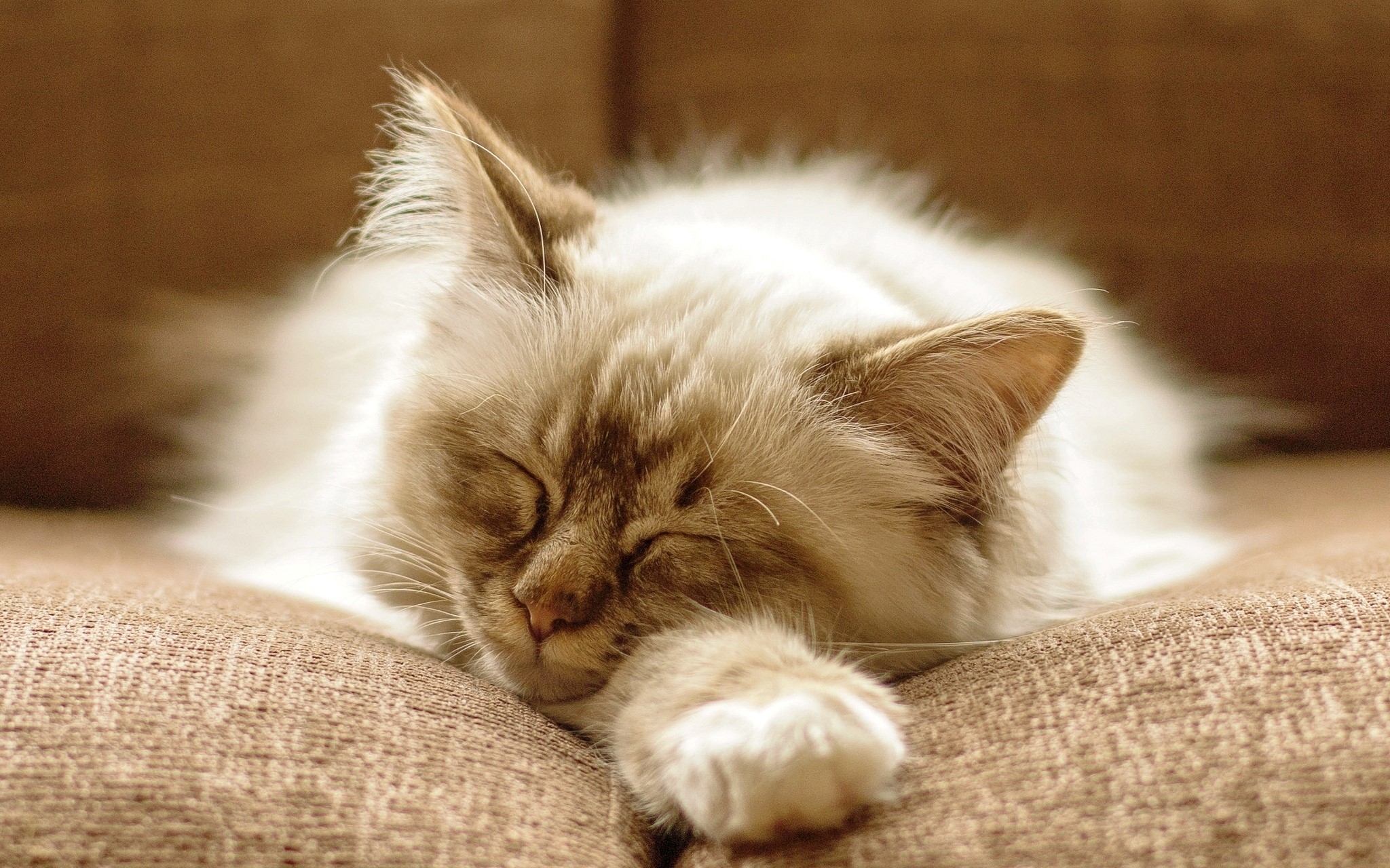 Fluffy cat sleeping on a couch HD Wallpaper