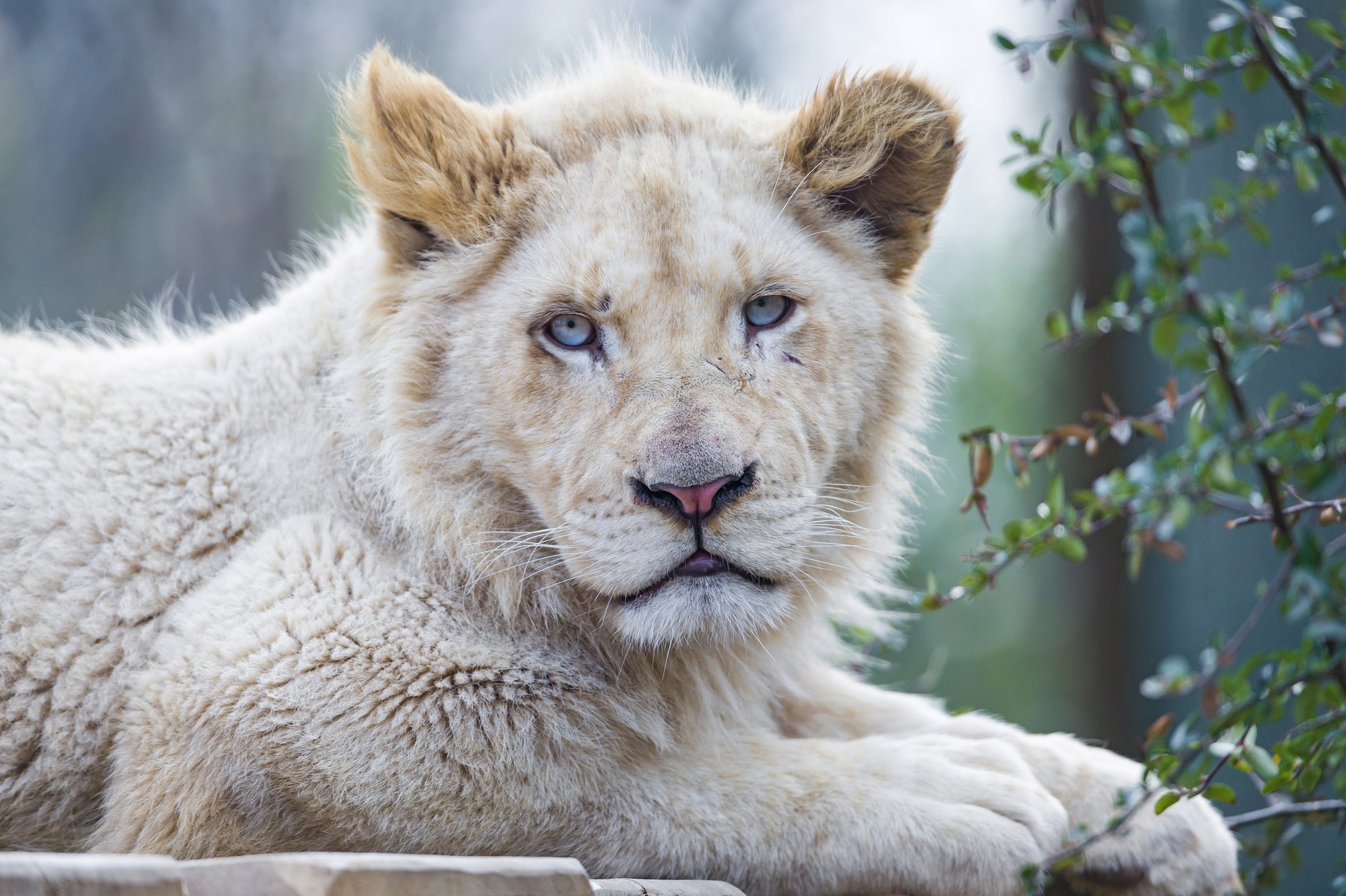 White lion cub with blue eyes looking forward HD Wallpaper