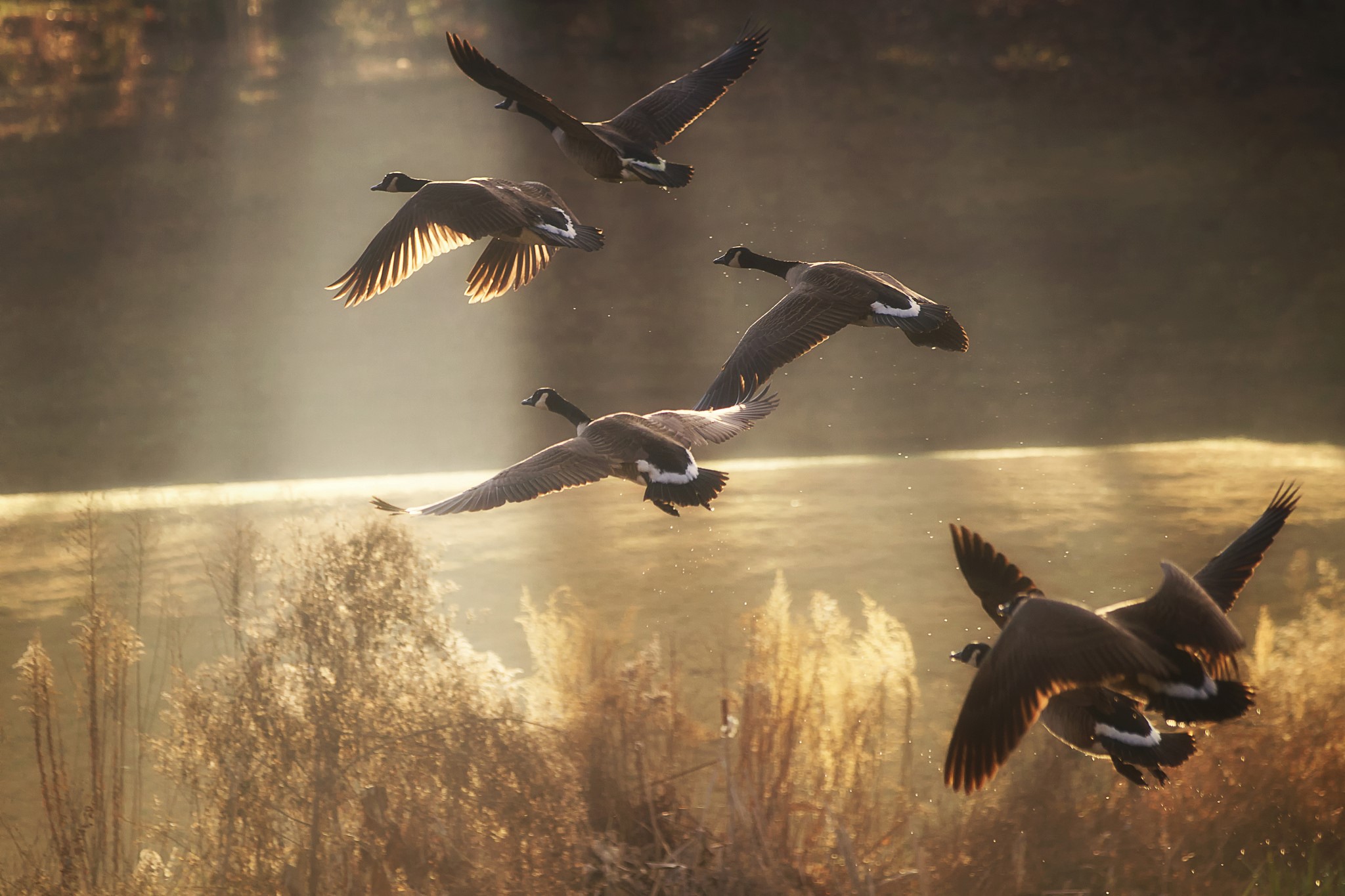 Canada Geese flying in formation at sunrise HD Wallpaper