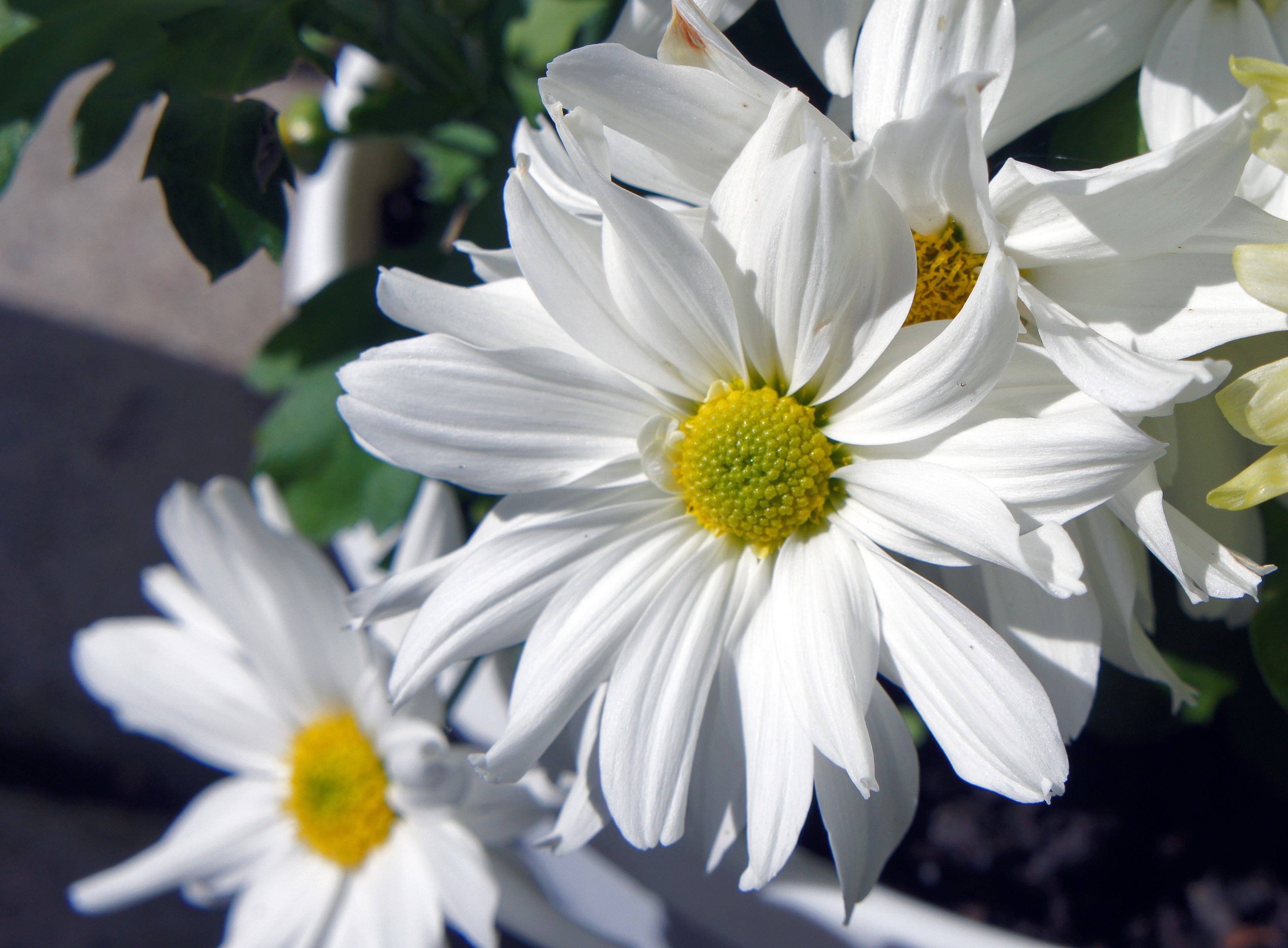 White daisies with yellow centers HD Wallpaper