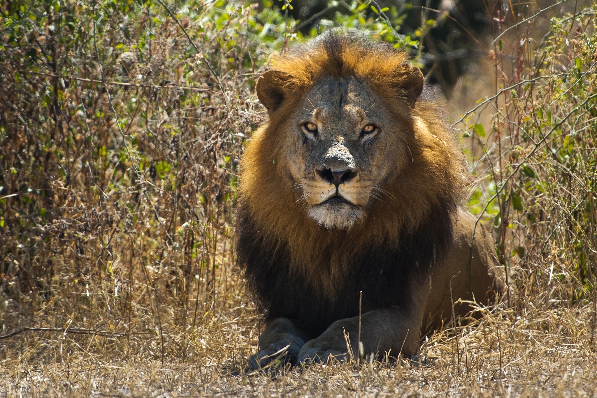 A male lion with a dark mane rests in dry grass HD Wallpaper