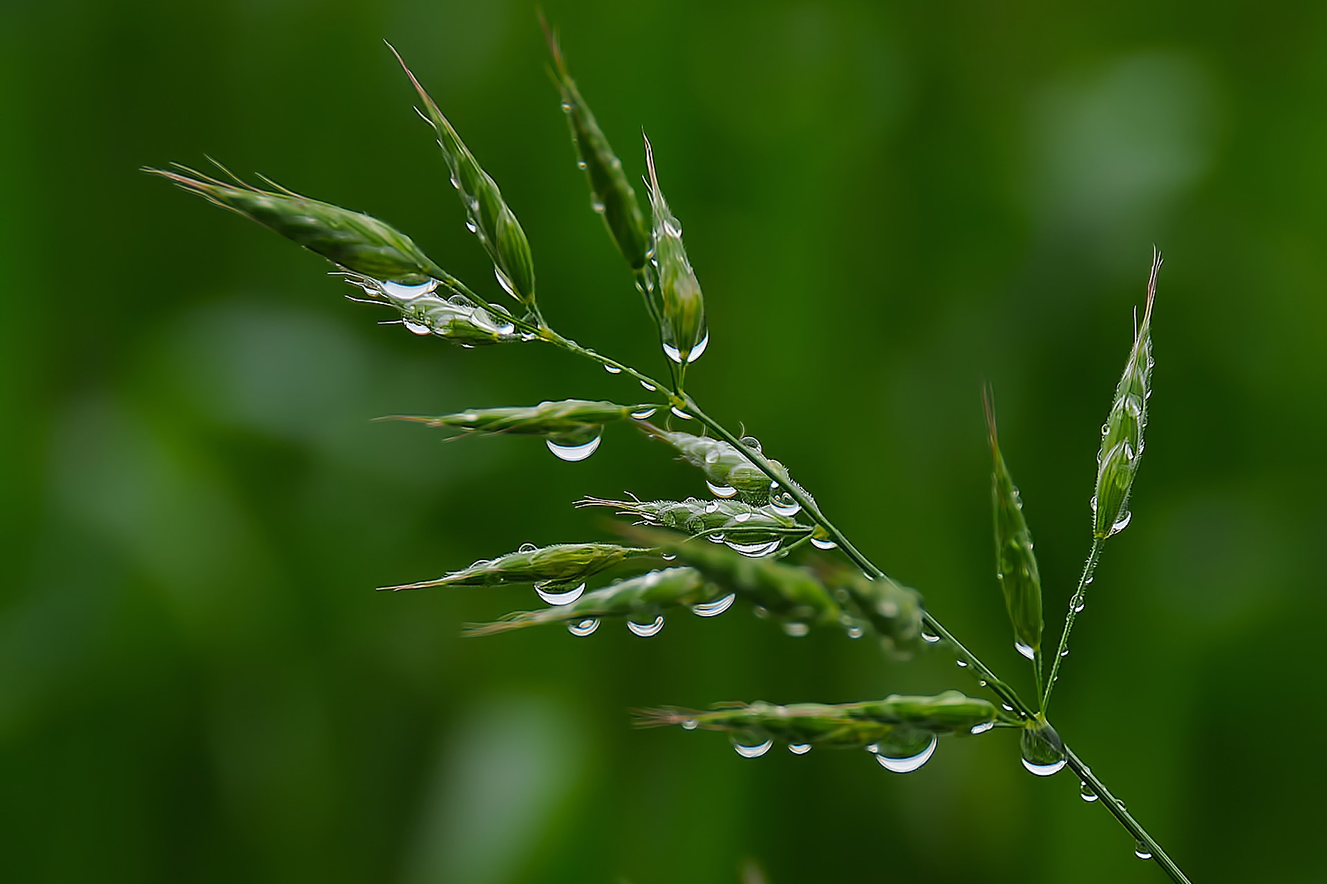 Close-up of grass with water drops HD Wallpaper