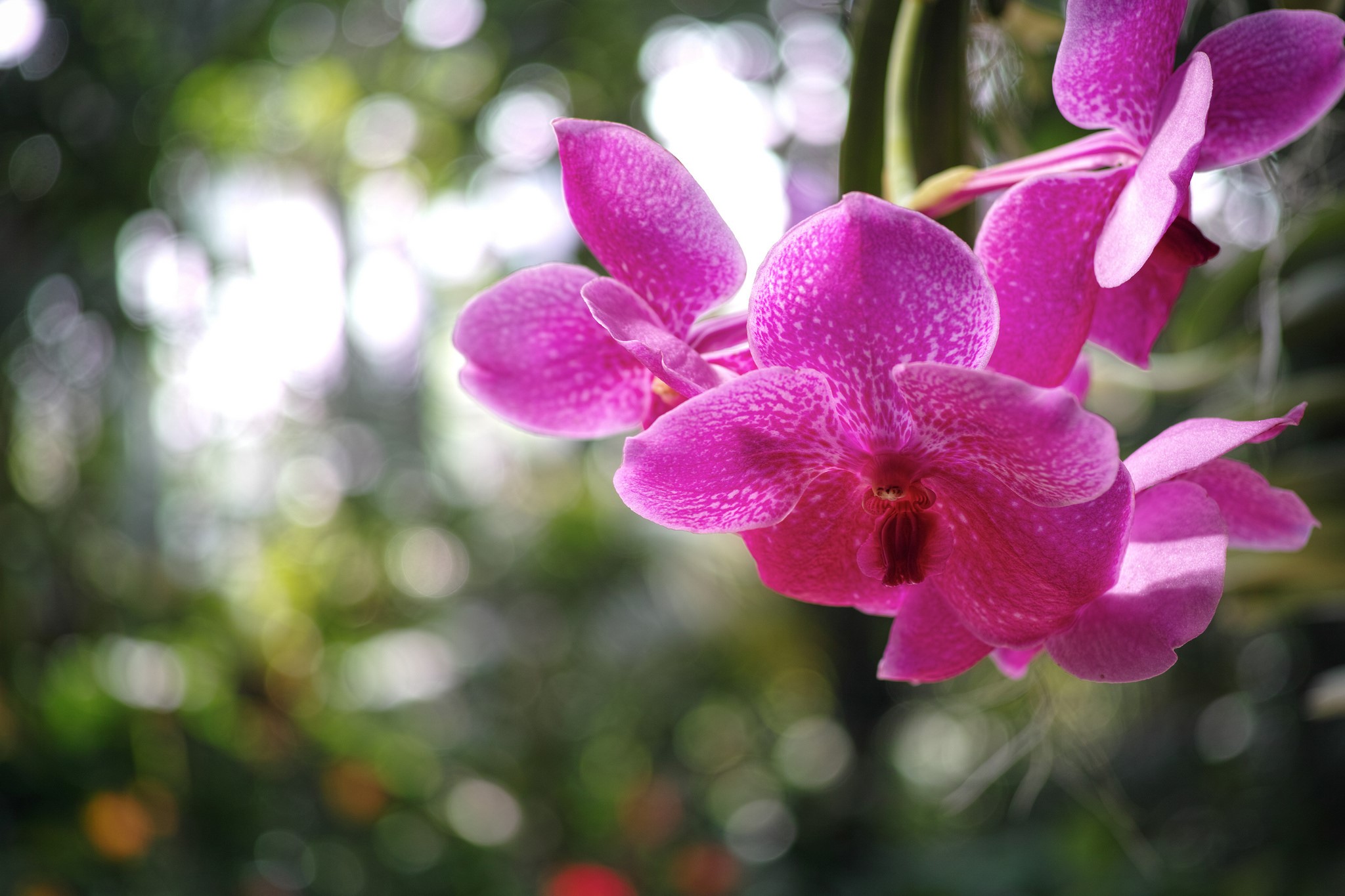 Pink orchids with speckled petals HD Wallpaper