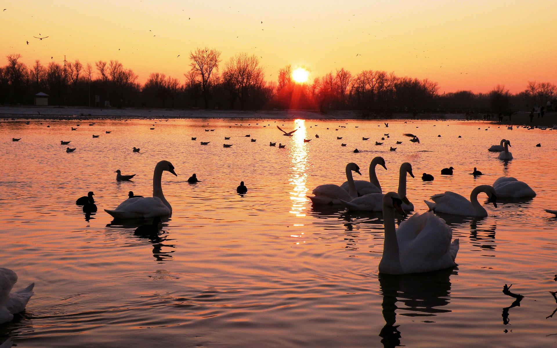 Swans and seagulls on a lake at sunset HD Wallpaper