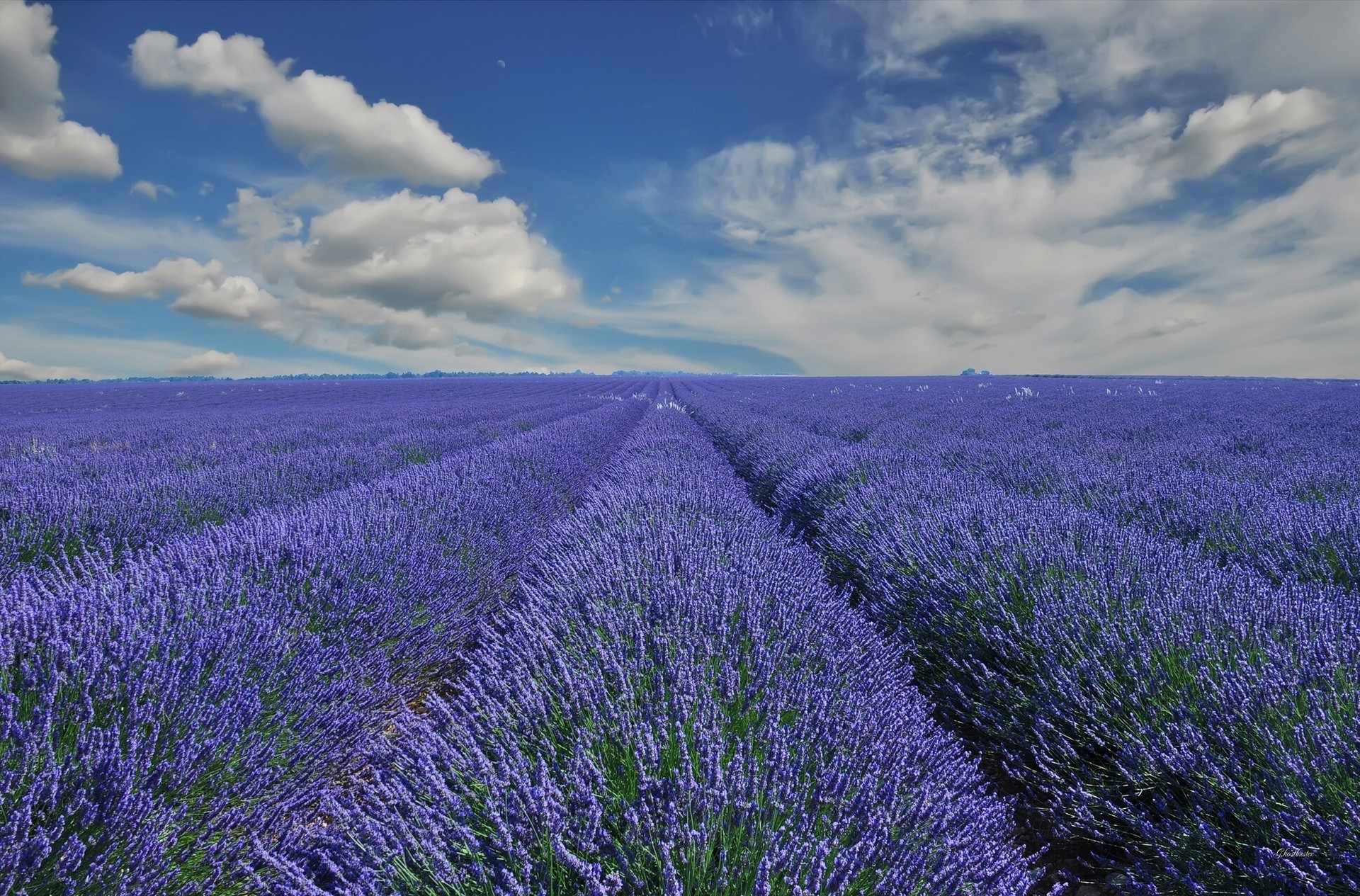 Lavender field under a cloudy blue sky HD Wallpaper