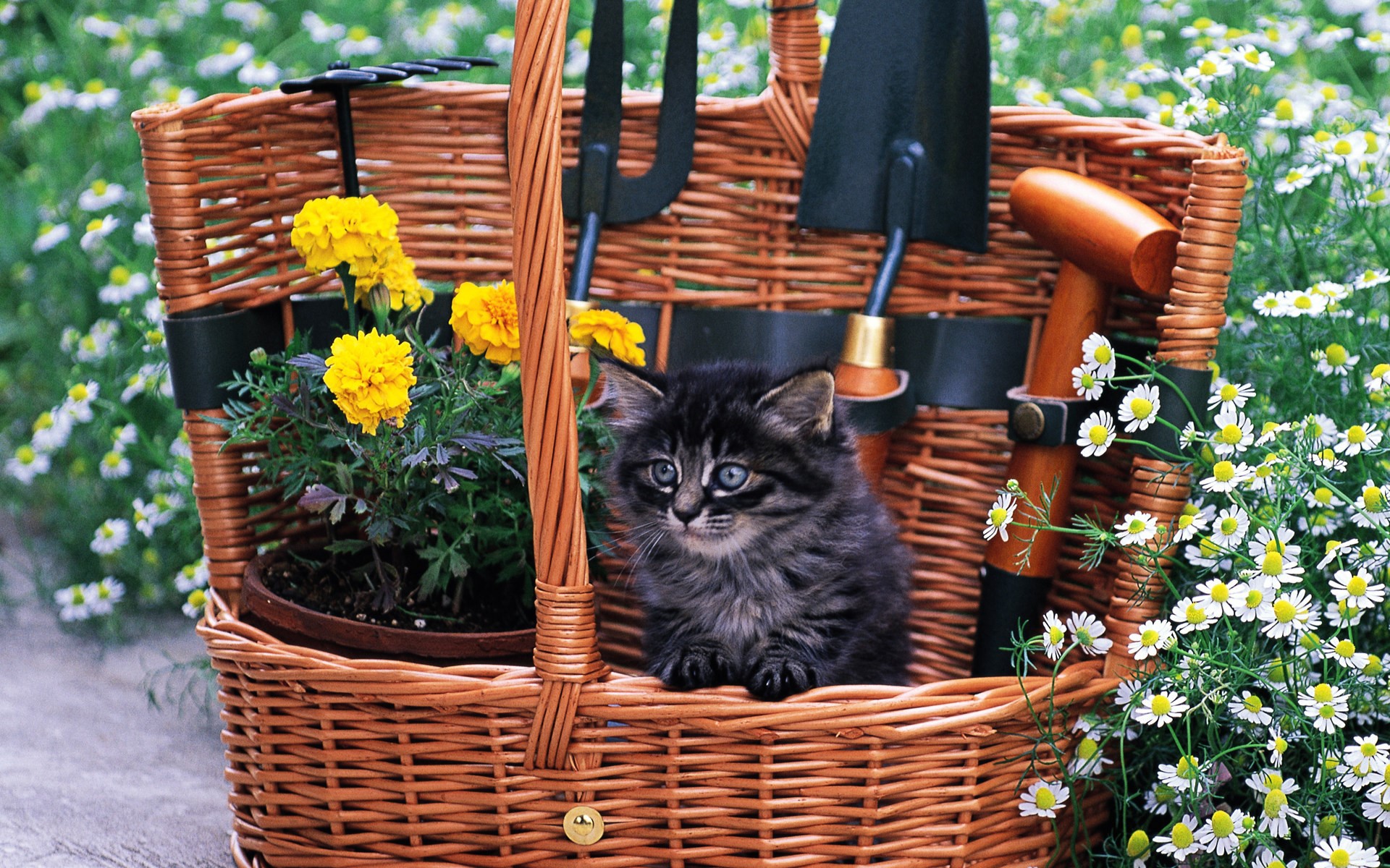 Kitten in a wicker basket with gardening tools and flowers HD Wallpaper