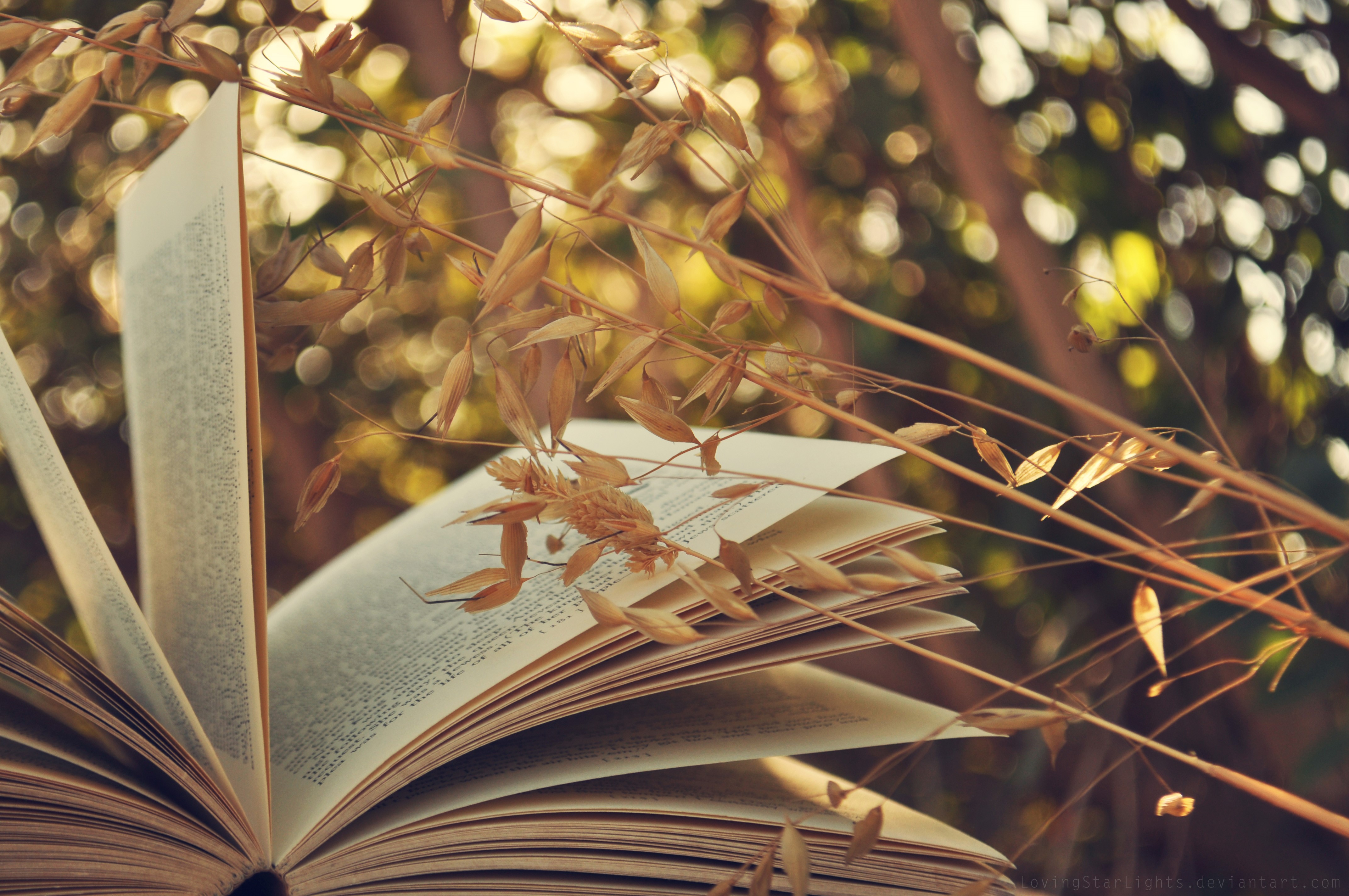 Open book with dried grass HD Wallpaper