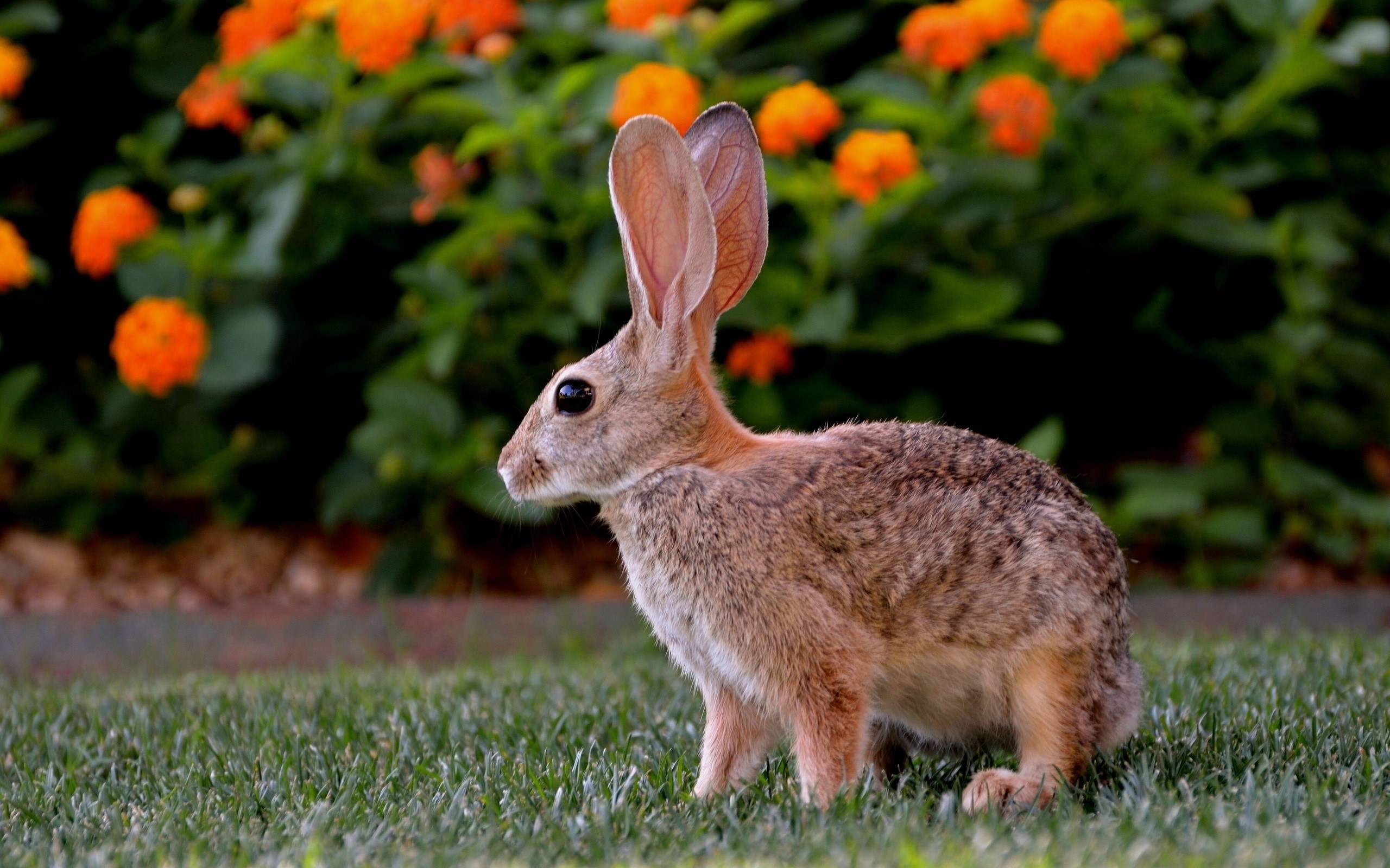 Rabbit sitting on grass with orange flowers in background HD Wallpaper