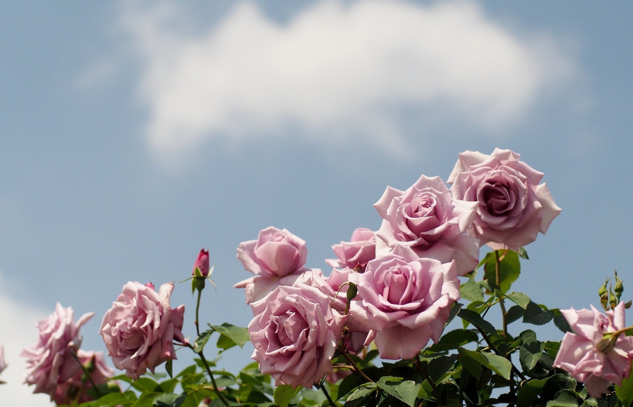 Pink roses against a blue sky with clouds HD Wallpaper