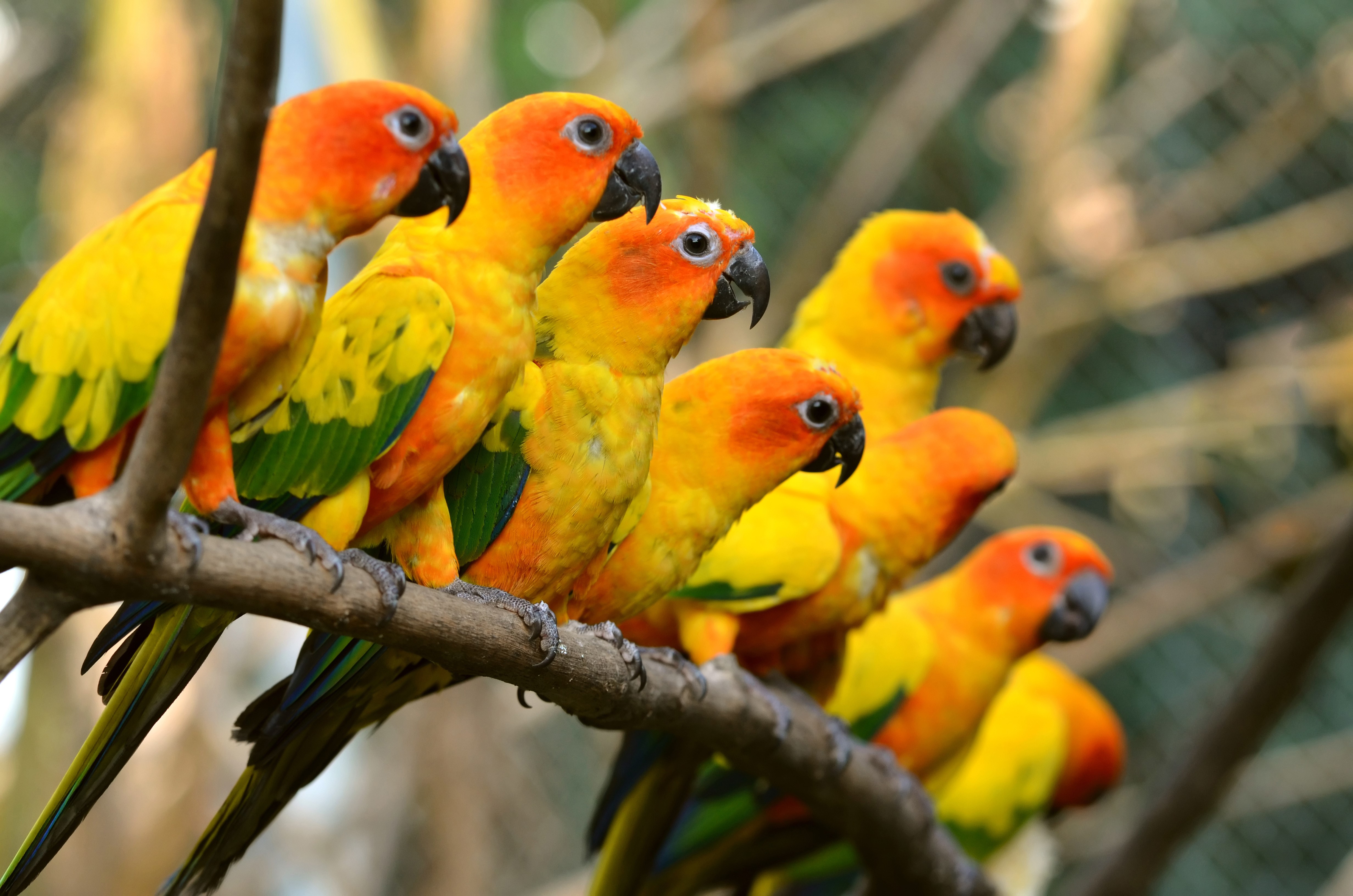 A flock of sun conure parrots on a branch HD Wallpaper