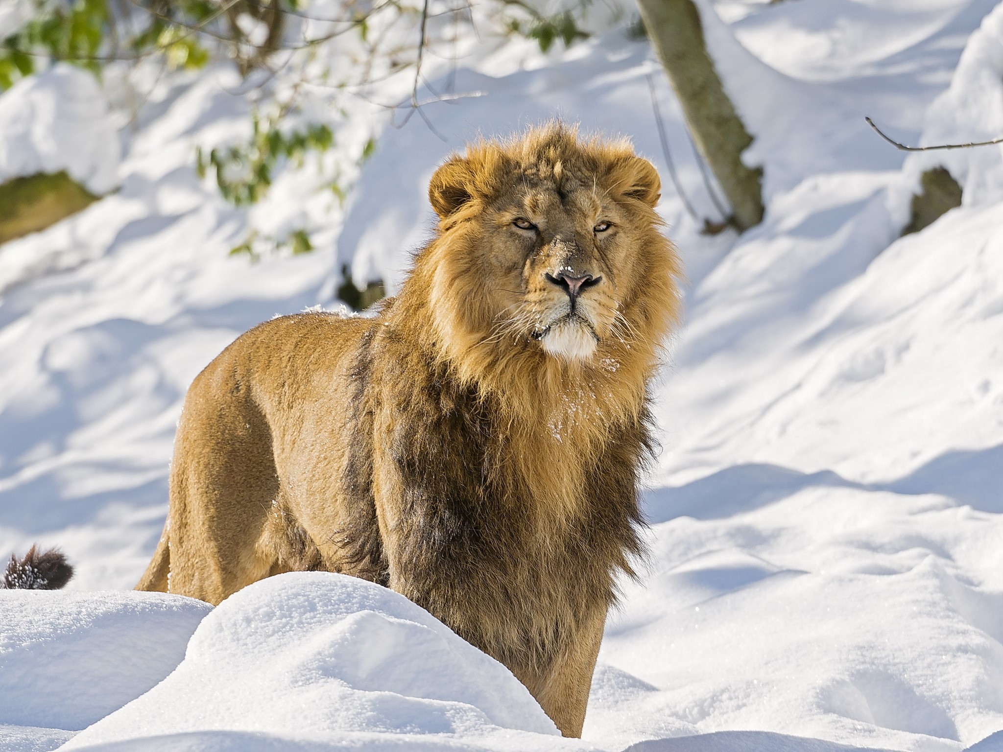 Asiatic Lion in the Snow HD Wallpaper