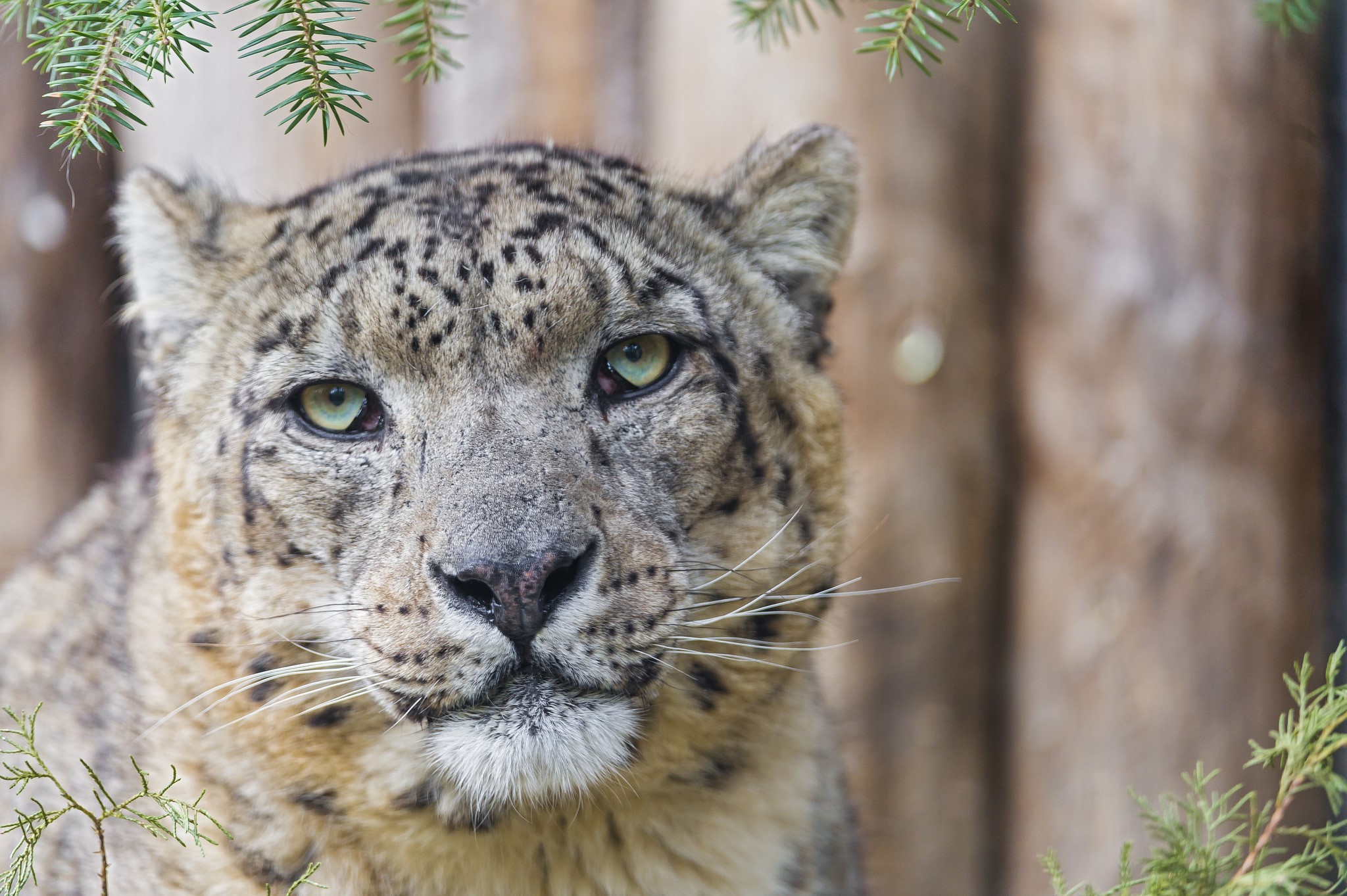 Close-up of a Snow Leopard's face HD Wallpaper