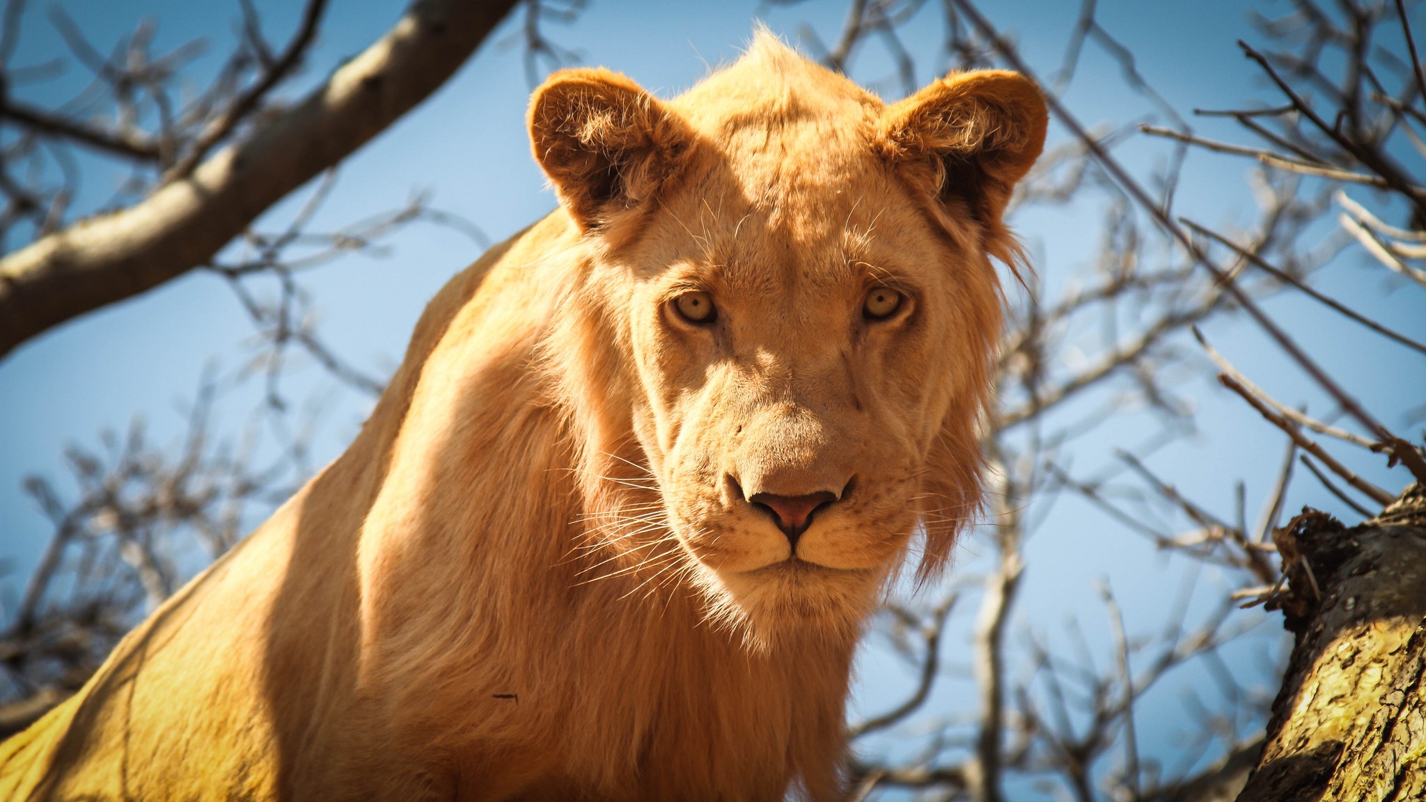 Lion looking down from a tree HD Wallpaper