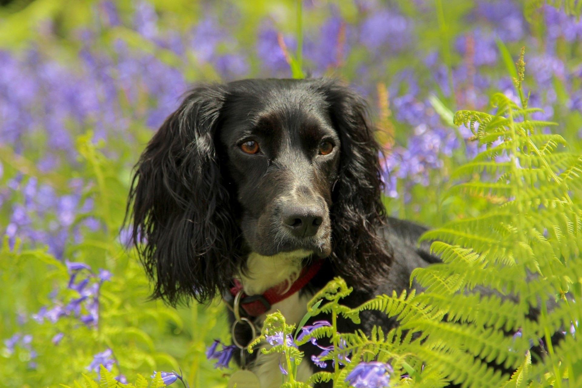 Black Spaniel Dog in Bluebells and Ferns HD Wallpaper